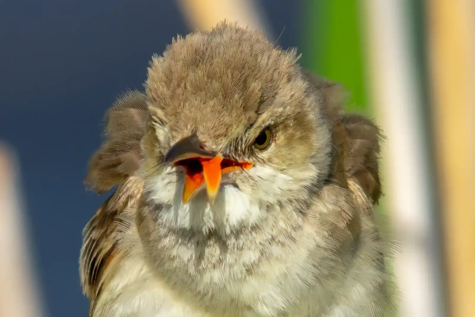 野鳥画像・オオヨシキリの口の中、高解像ドアップ等倍写真