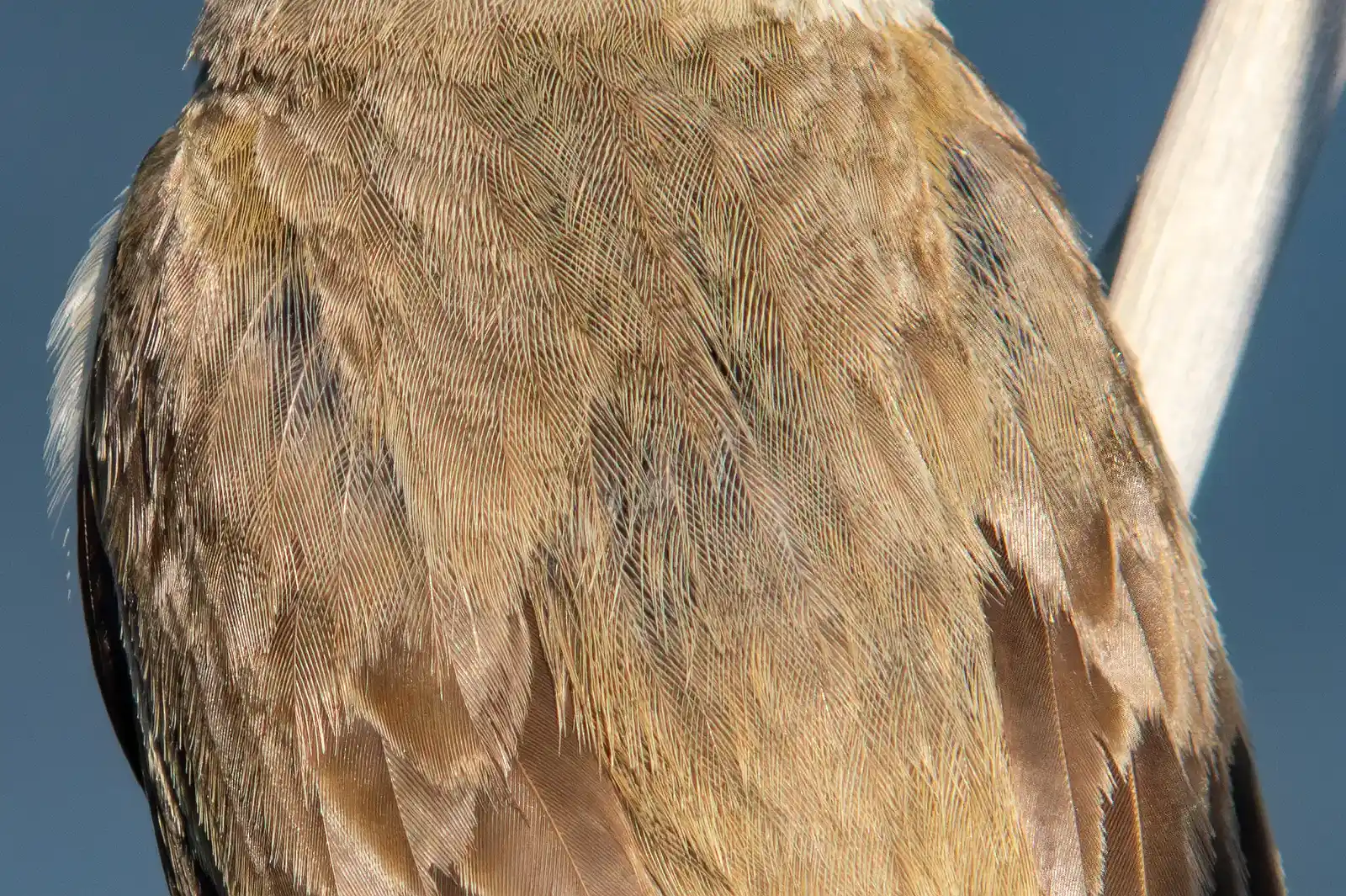 野鳥画像・オオヨシキリの高解像ドアップ等倍写真