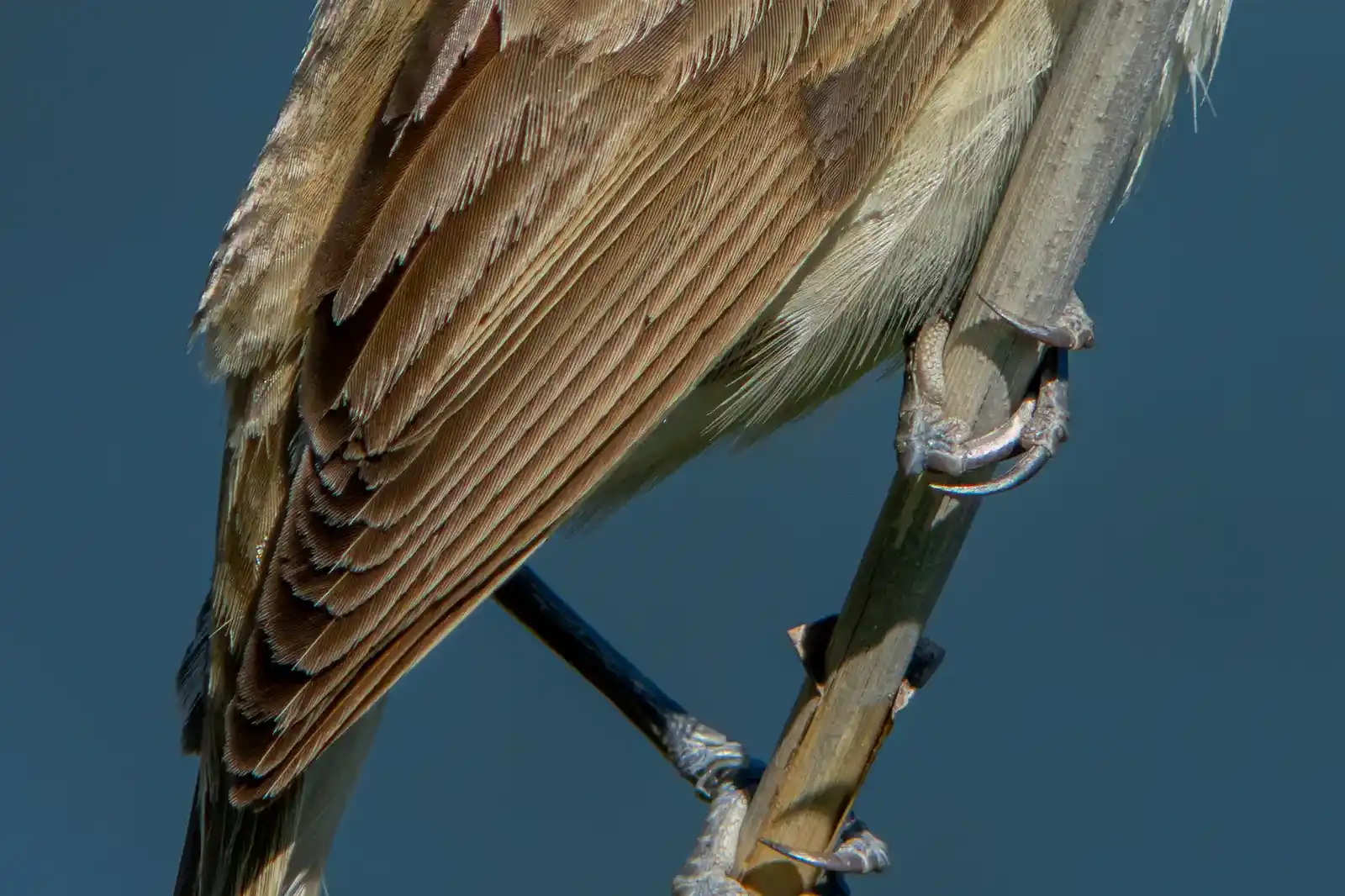 野鳥画像・オオヨシキリの高解像ドアップ等倍写真