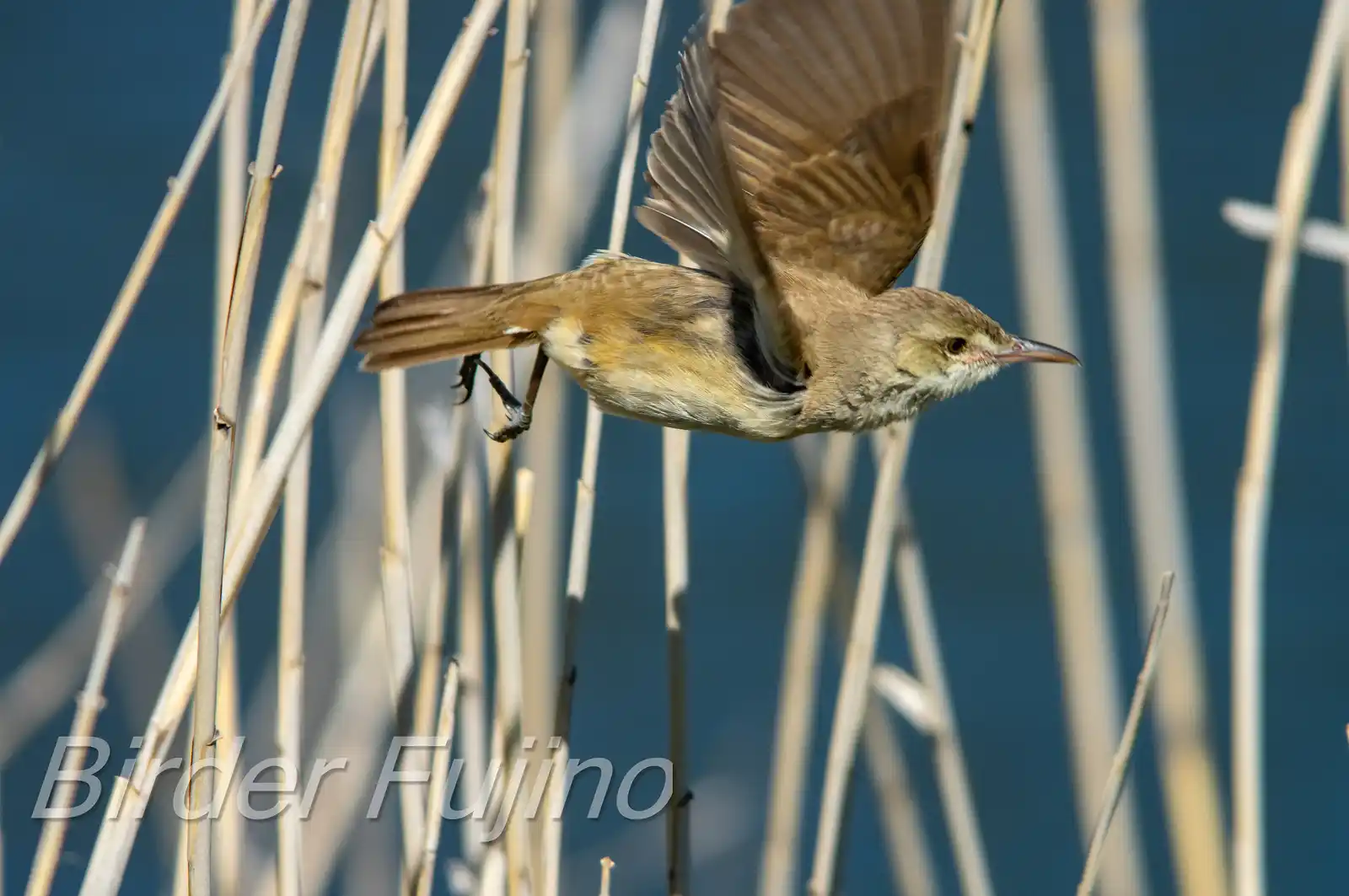 野鳥画像・青く茂った葦に止まるオオヨシキリの写真