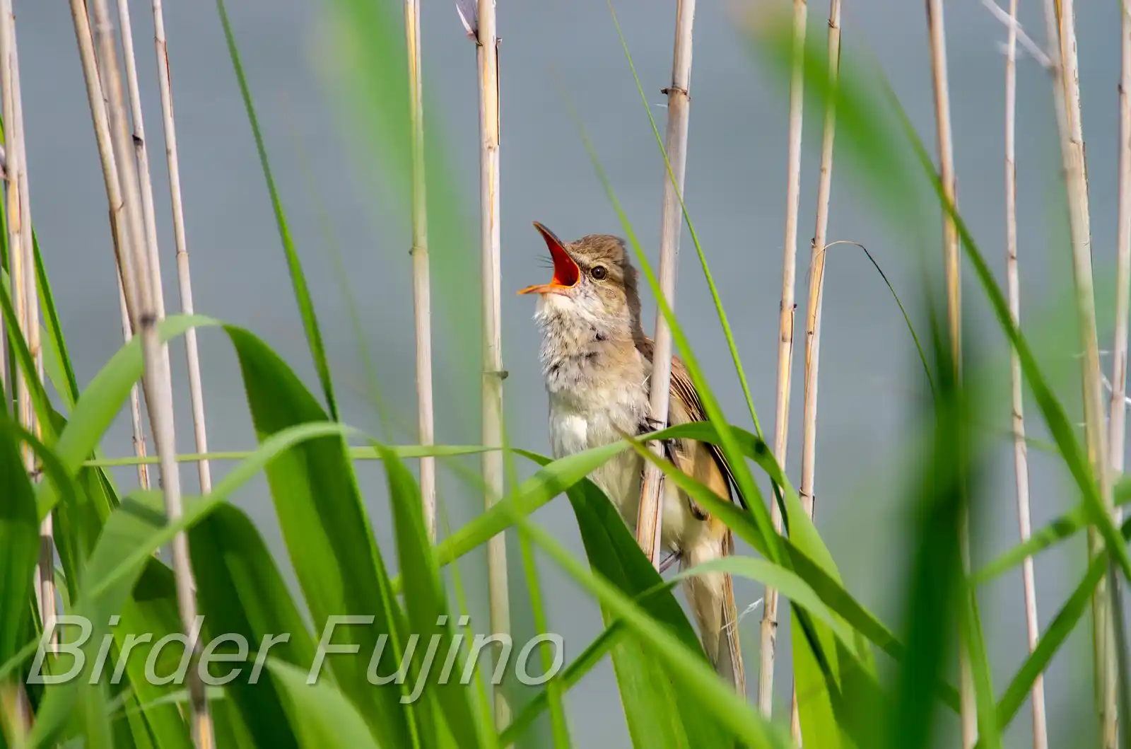 野鳥画像・青く茂った葦にオオヨシキリの写真