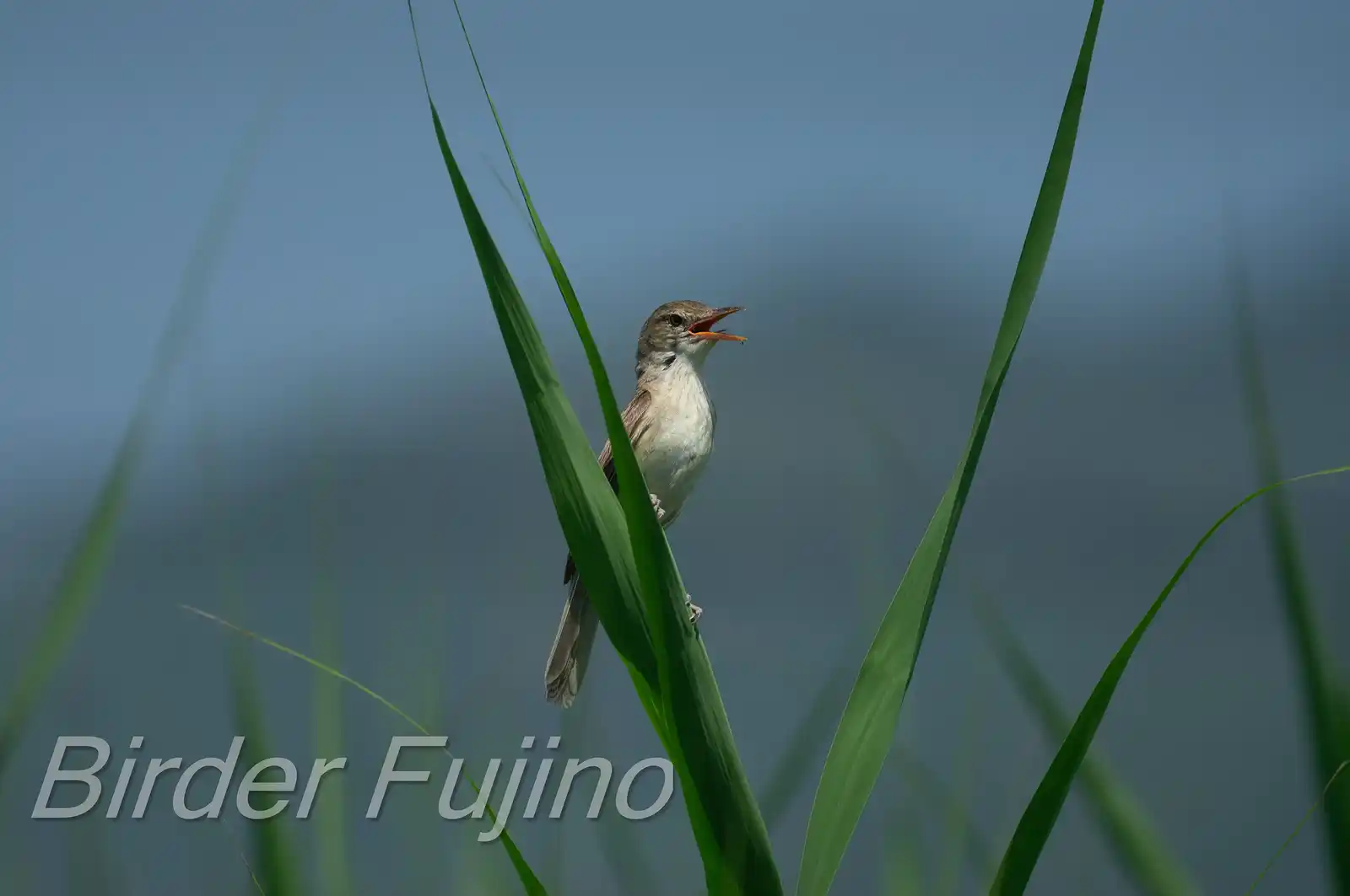 野鳥画像・青く茂った葦にオオヨシキリの写真