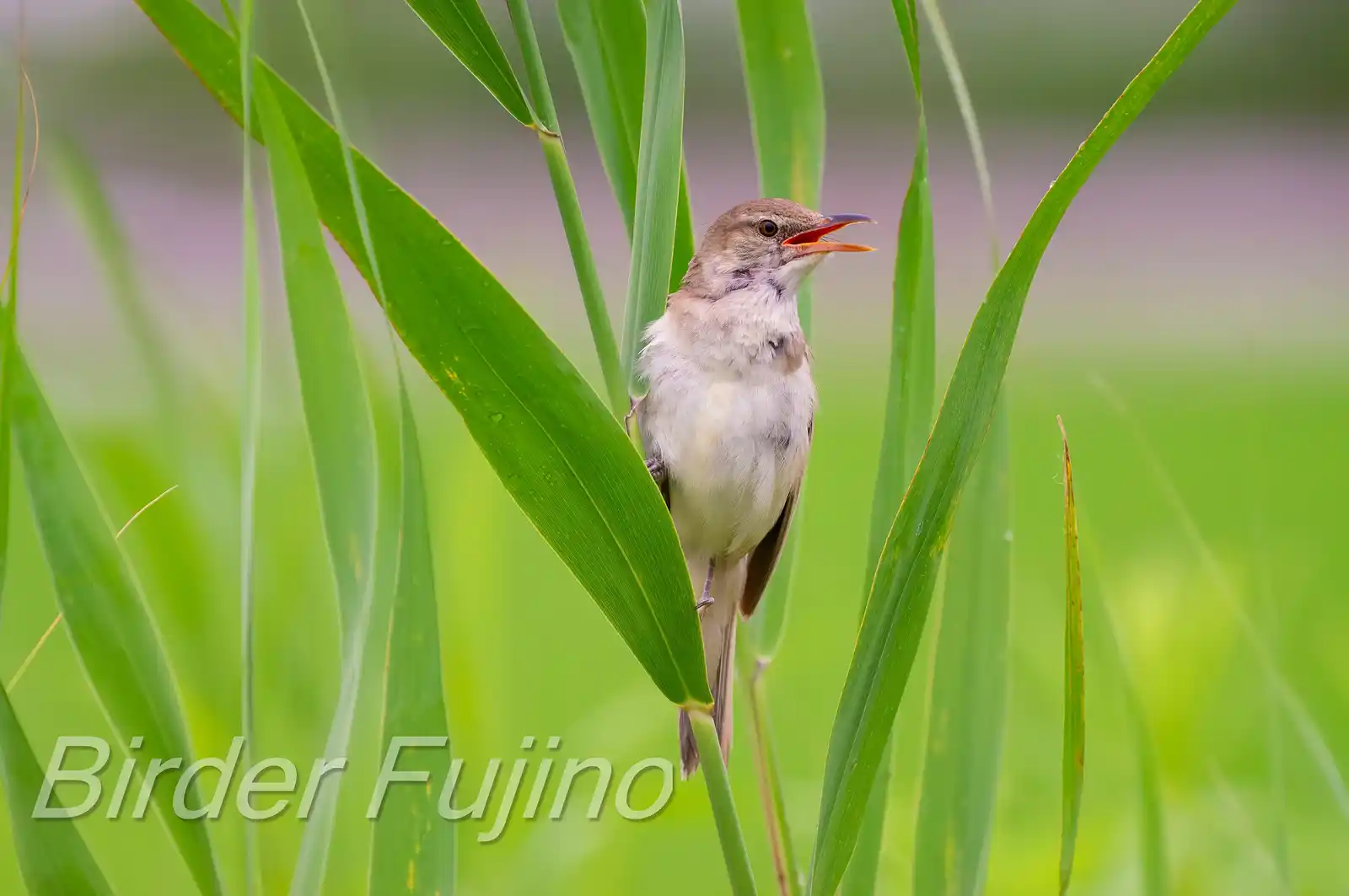 野鳥画像・青く茂った葦にオオヨシキリの写真