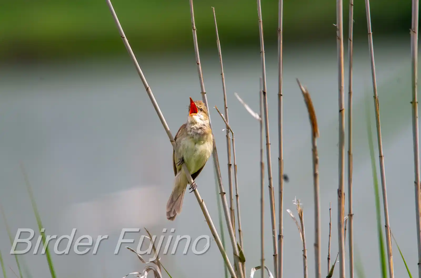 野鳥画像・湖岸の葦に止まるオオヨシキリの写真