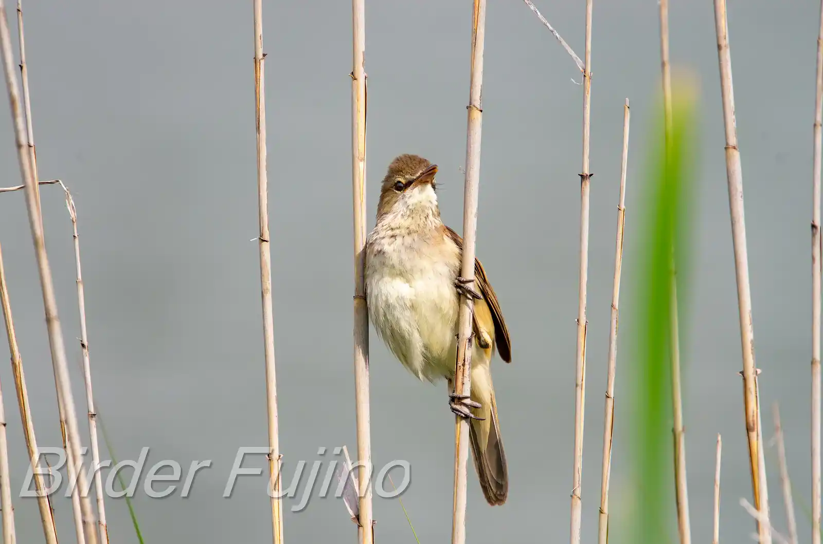 野鳥画像・湖岸の葦に止まるオオヨシキリの写真