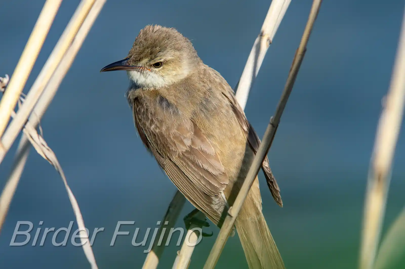 野鳥画像・湖岸の葦に止まるオオヨシキリの写真