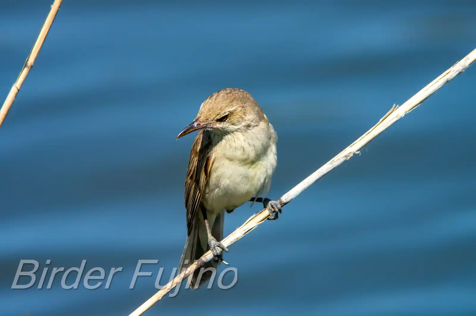 野鳥画像・湖岸の葦に止まるオオヨシキリの写真