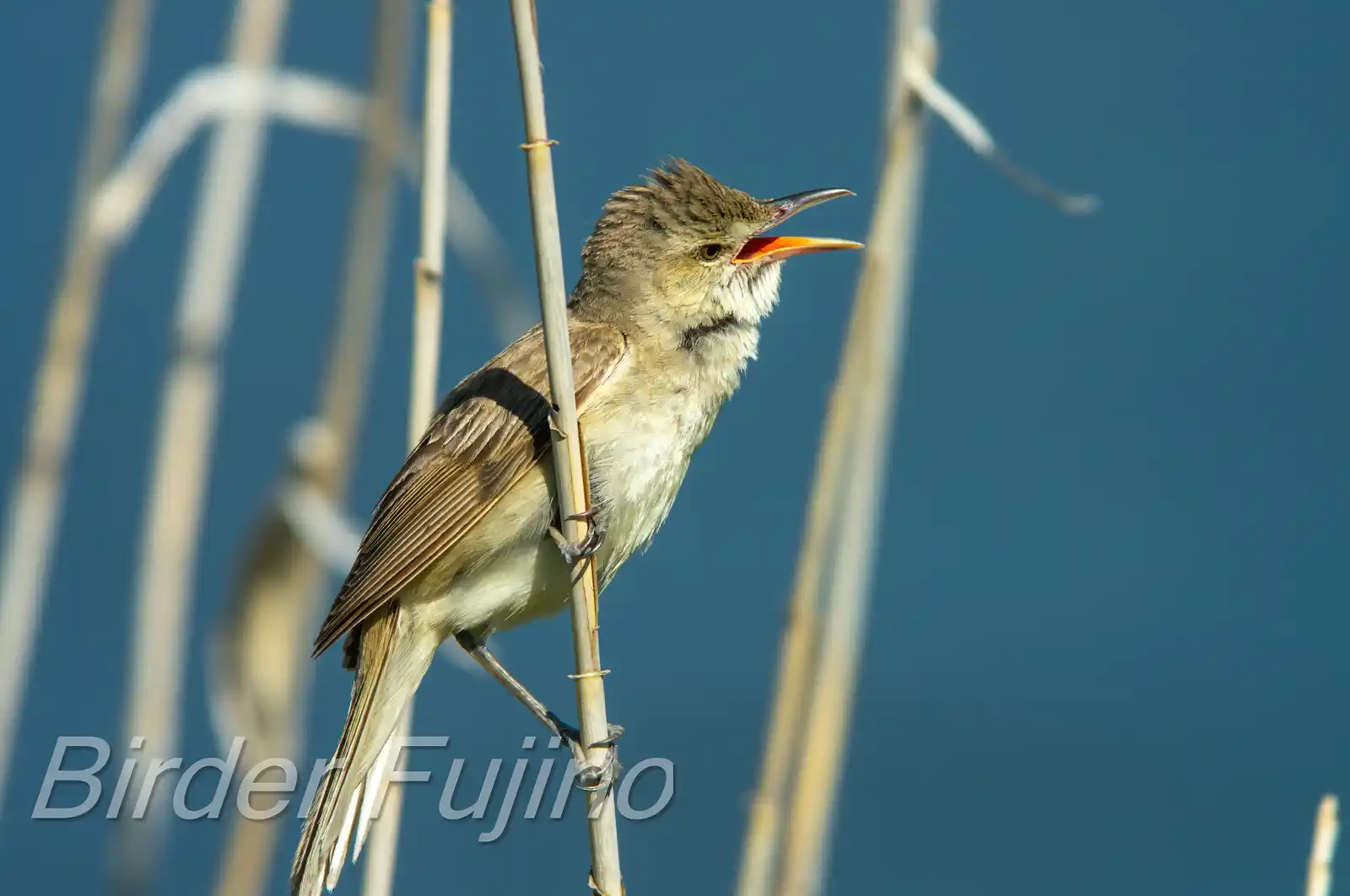 野鳥画像・湖岸の葦に止まるオオヨシキリの写真