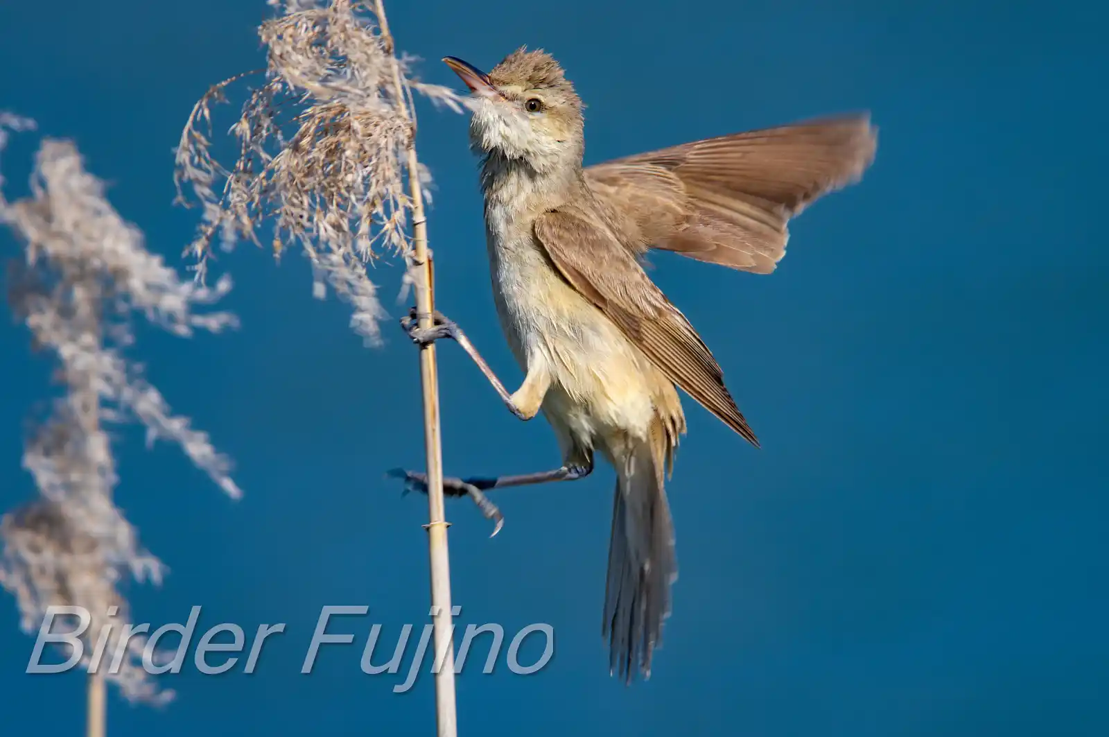 野鳥画像・湖岸の葦に止まるオオヨシキリの写真