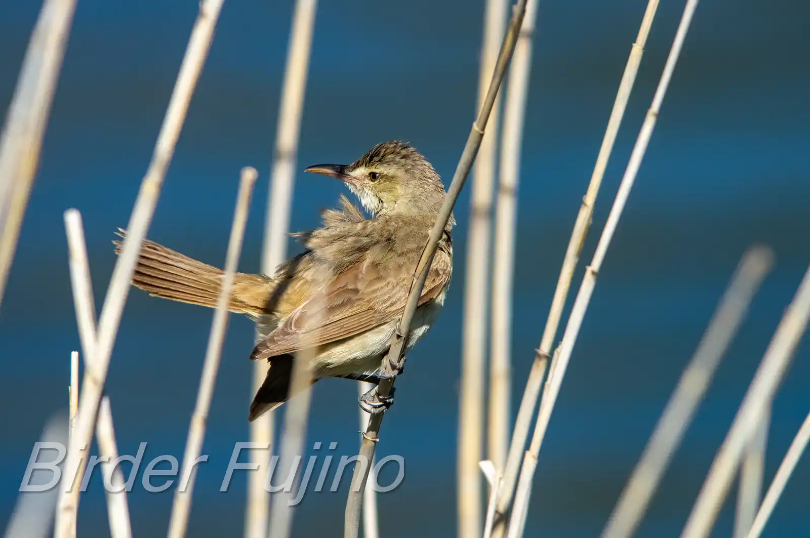 野鳥画像・湖岸の葦に止まるオオヨシキリの写真