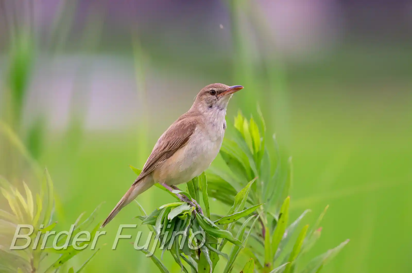野鳥画像・オオヨシキリの写真