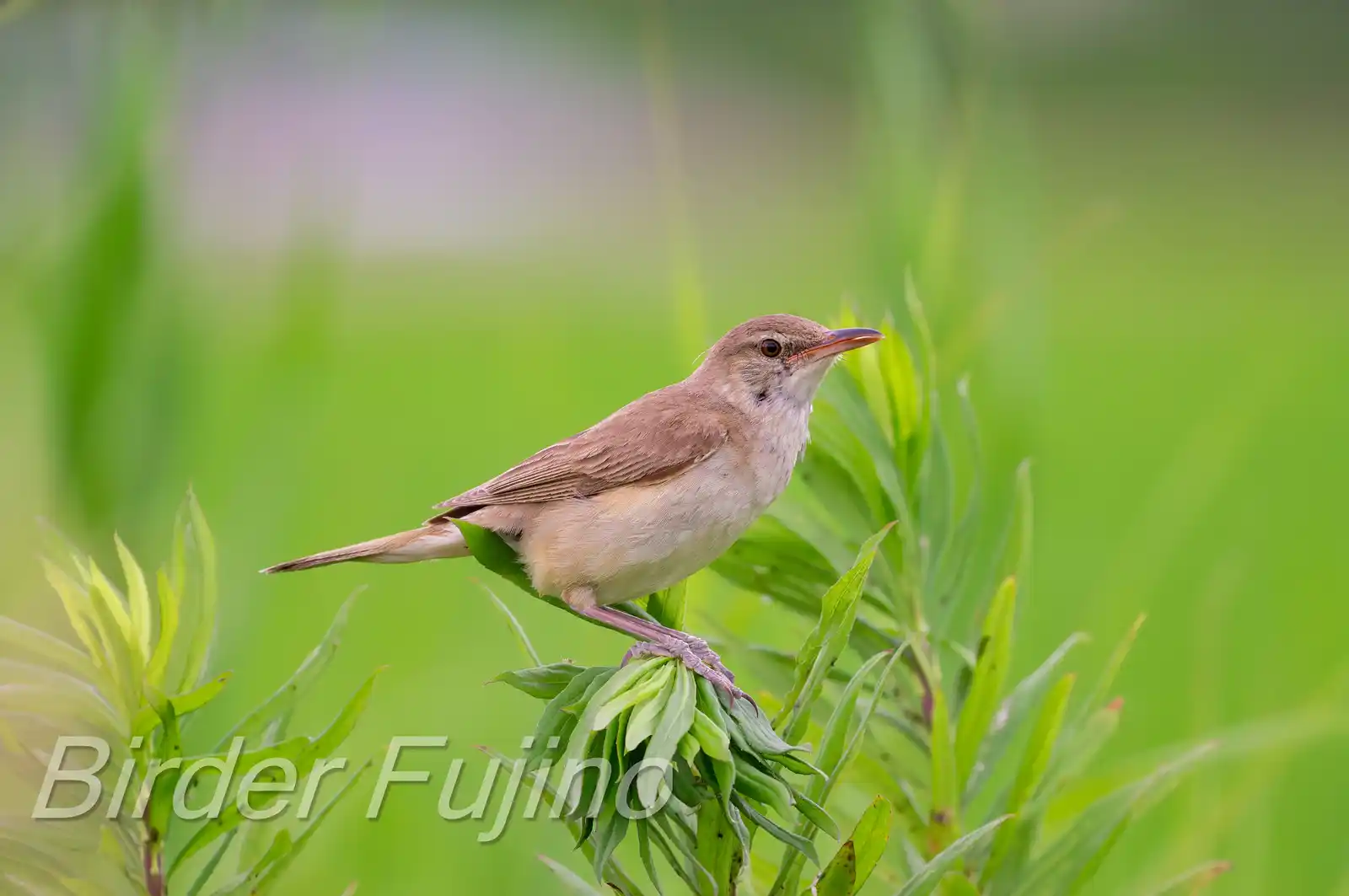 野鳥画像・オオヨシキリの写真