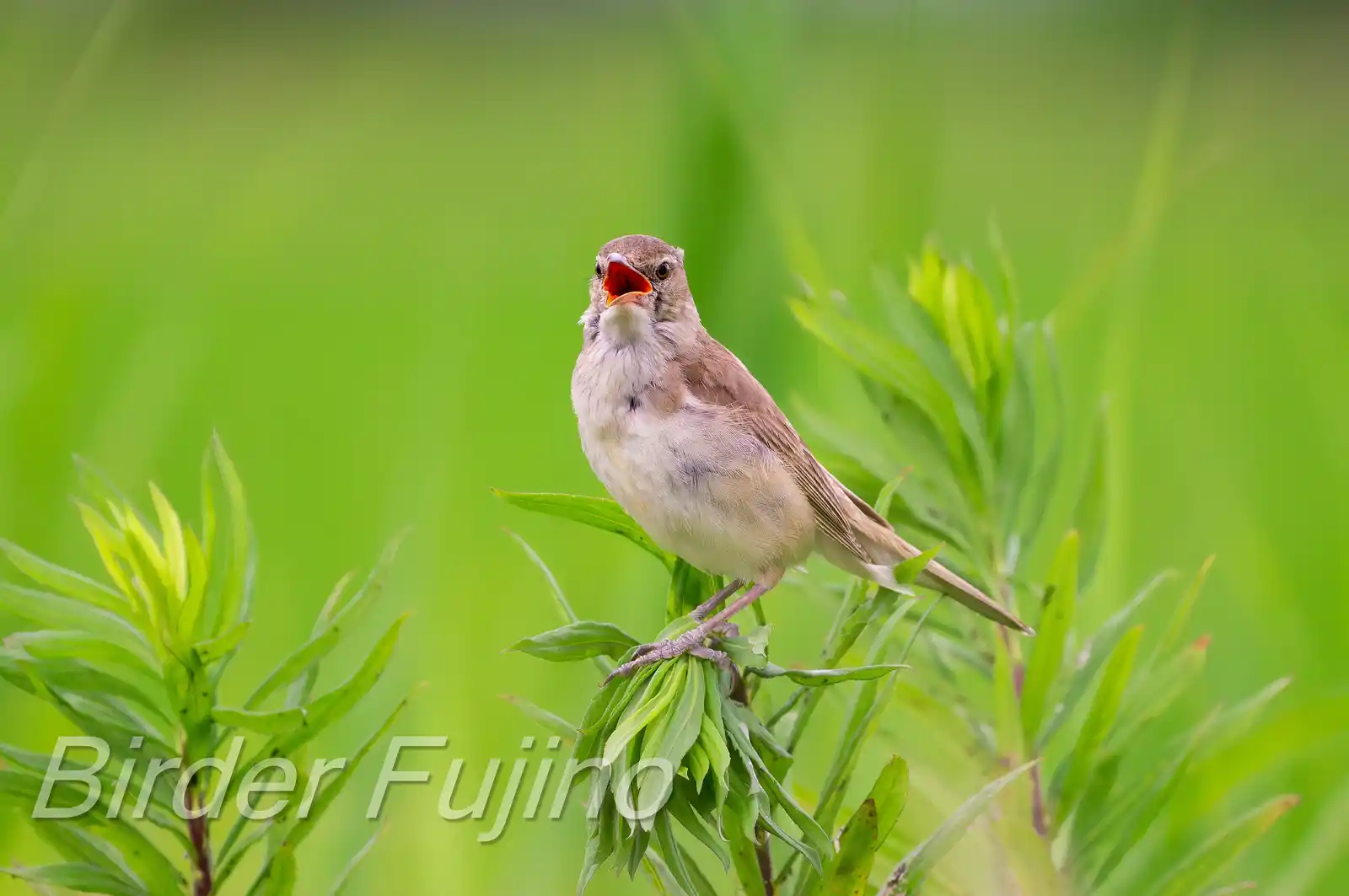 野鳥画像・オオヨシキリの写真