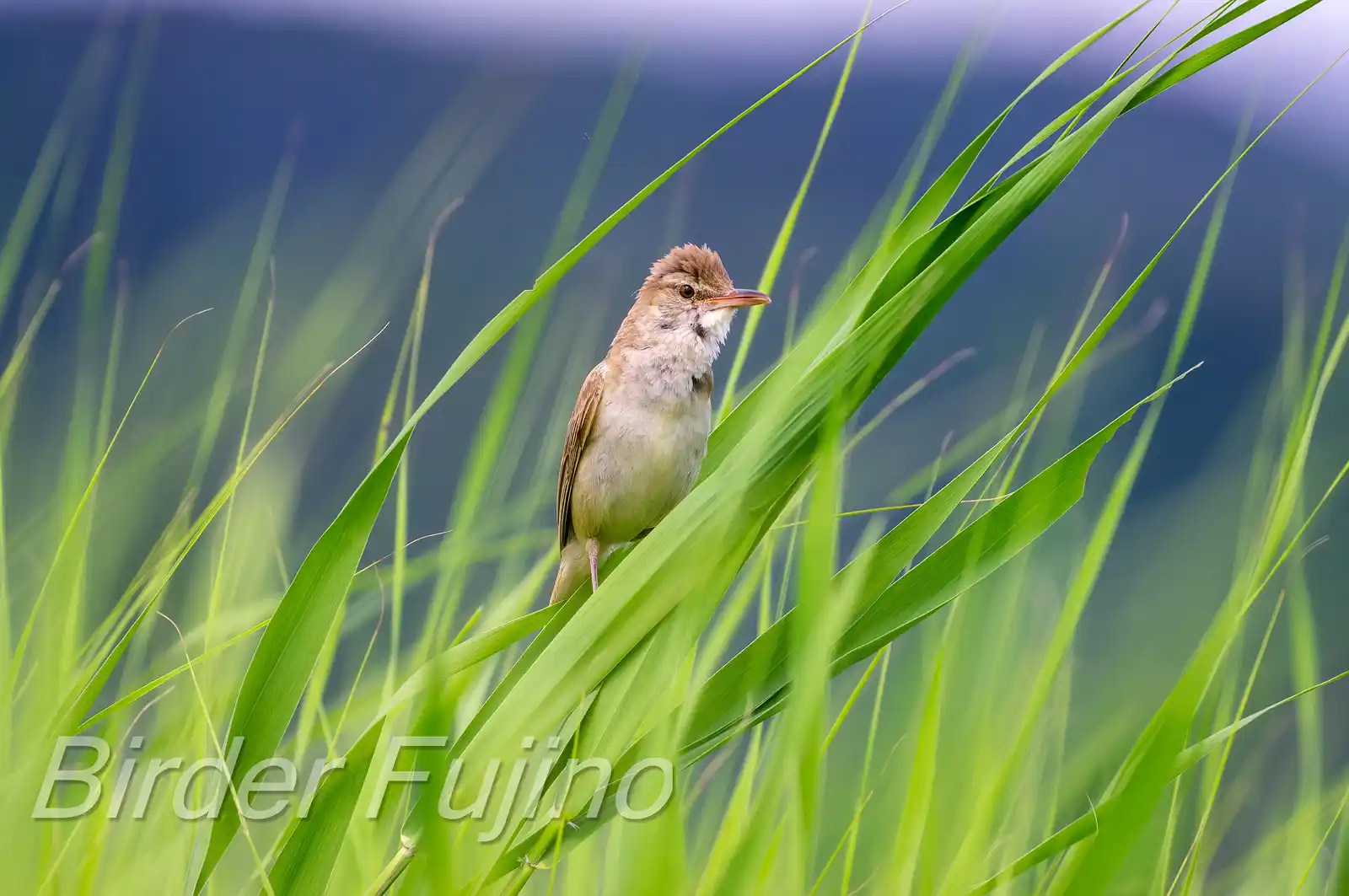 野鳥画像・青く茂った葦にオオヨシキリの写真