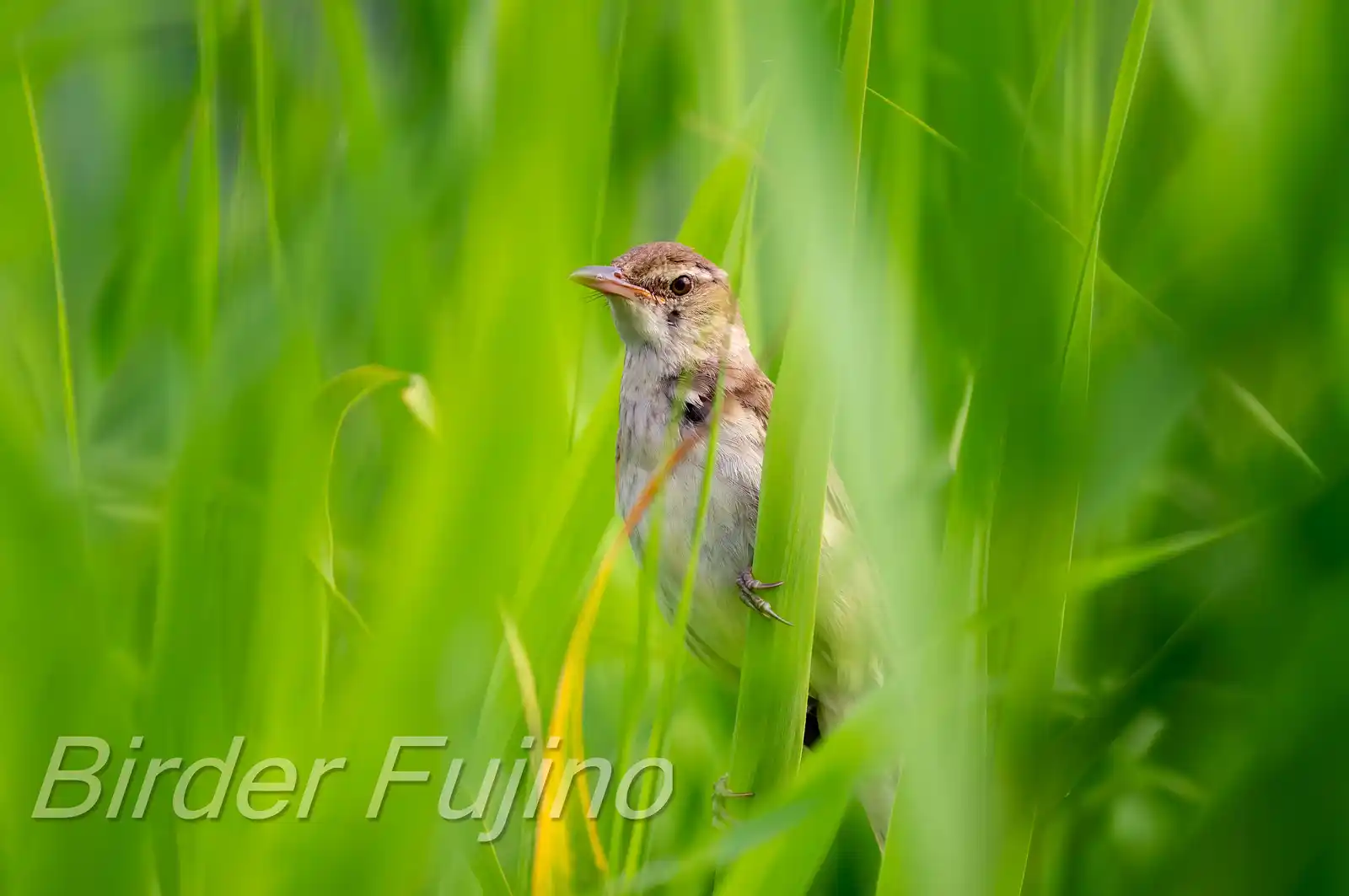 野鳥画像・青く茂った葦に止まるオオヨシキリの写真