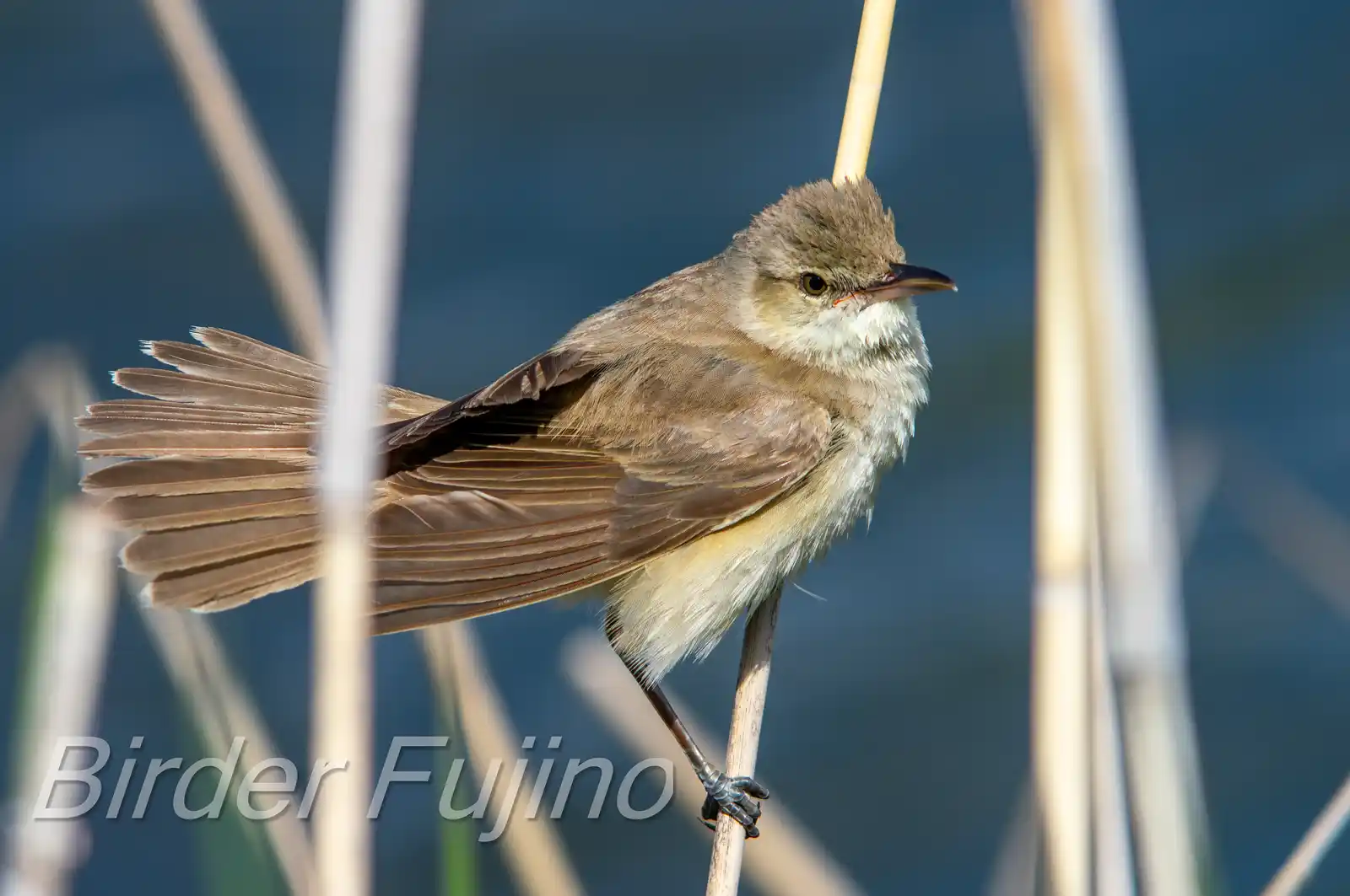 野鳥画像・葦に止まるオオヨシキリの写真