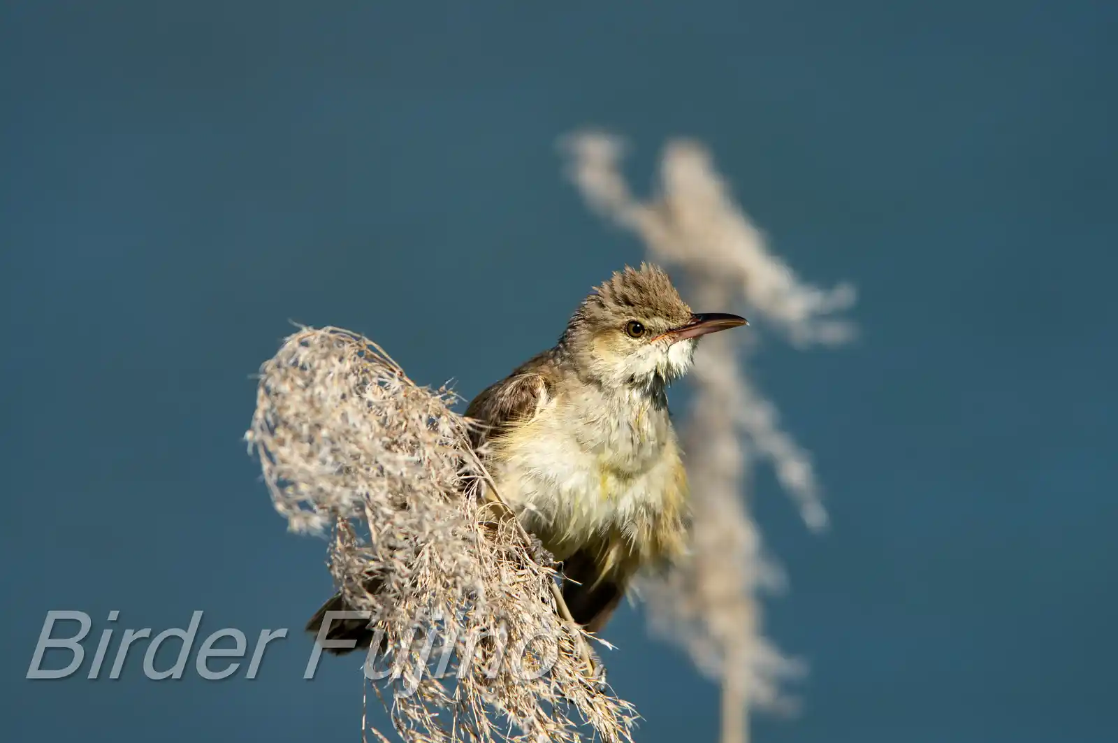 野鳥画像・葦に止まるオオヨシキリの写真