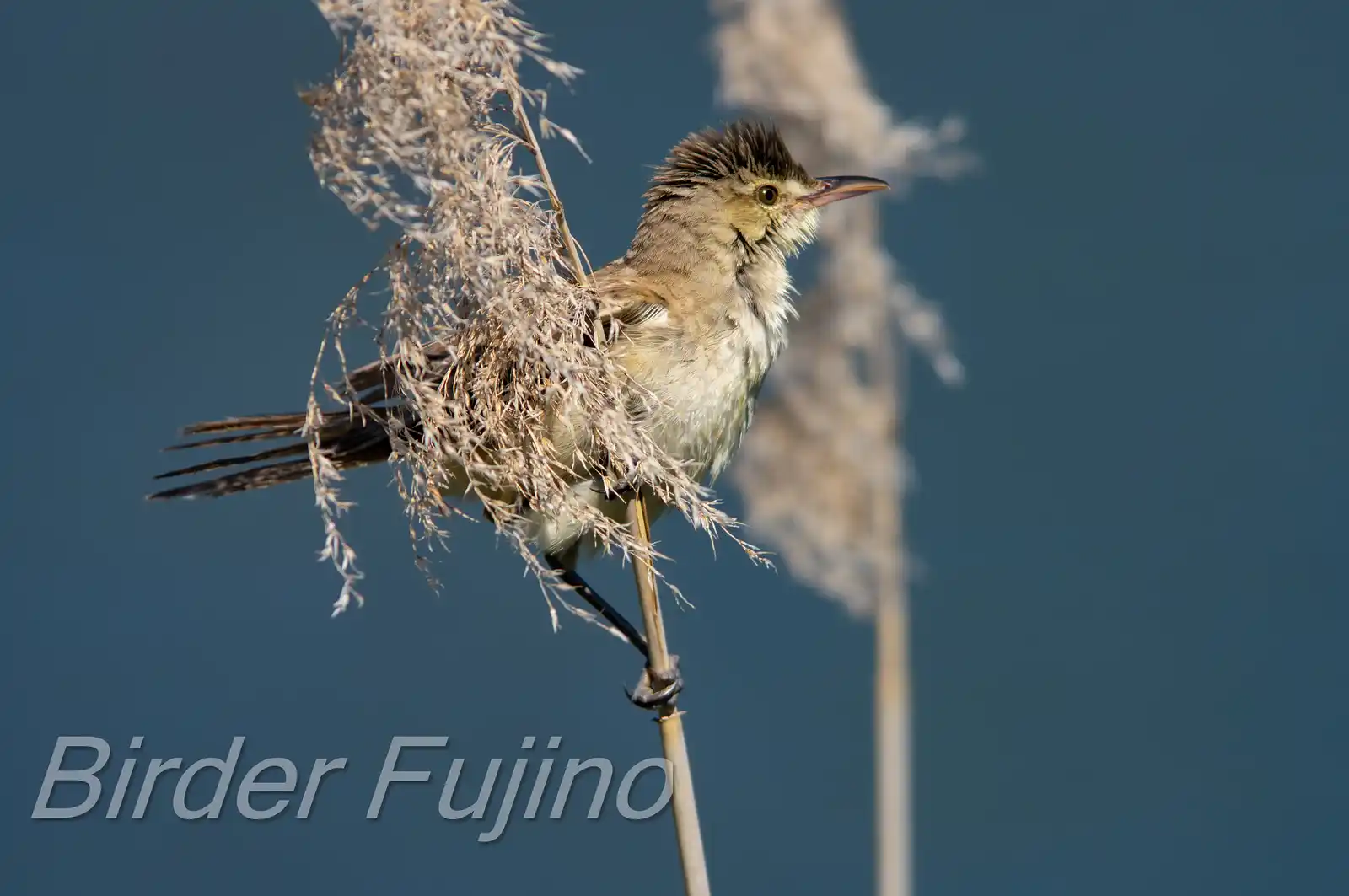 野鳥画像・葦に止まるオオヨシキリの写真