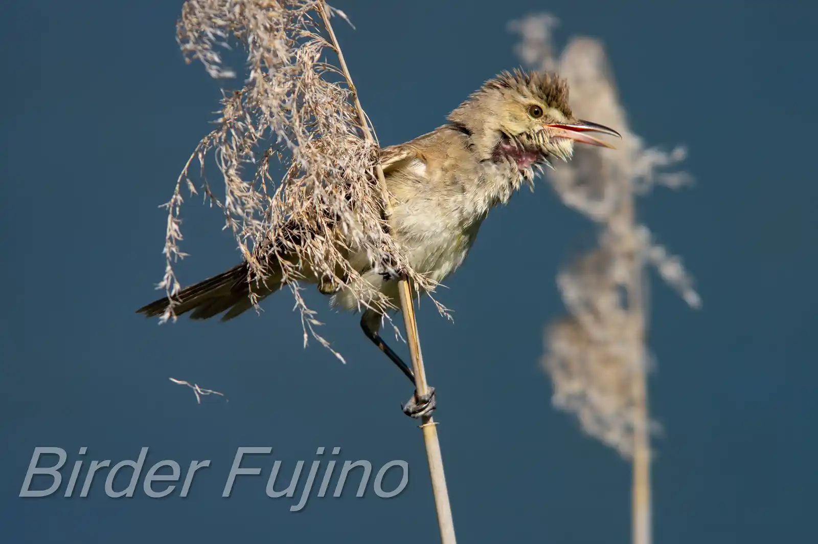 野鳥画像・葦に止まるオオヨシキリの写真