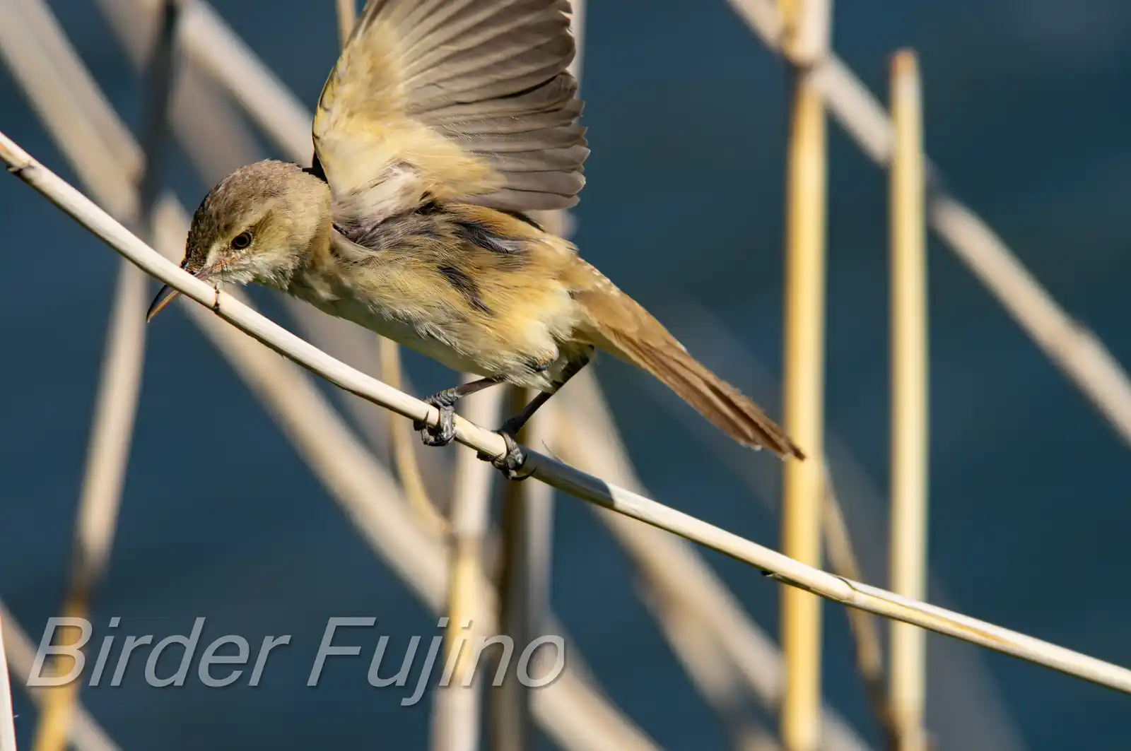 野鳥画像・葦に止まるオオヨシキリの写真
