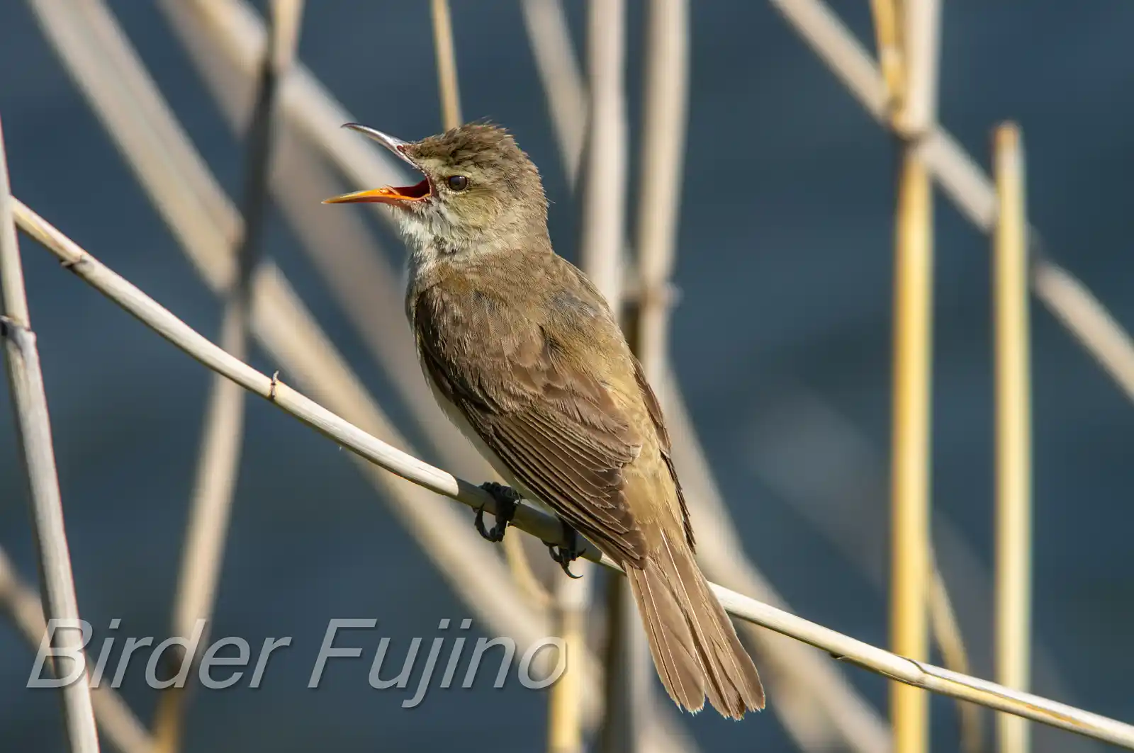 野鳥画像・葦に止まるオオヨシキリの写真