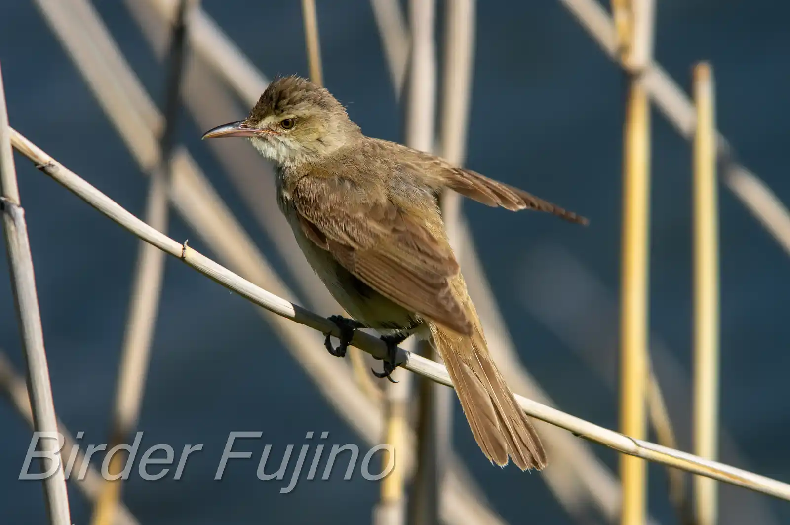 野鳥画像・葦に止まるオオヨシキリの写真