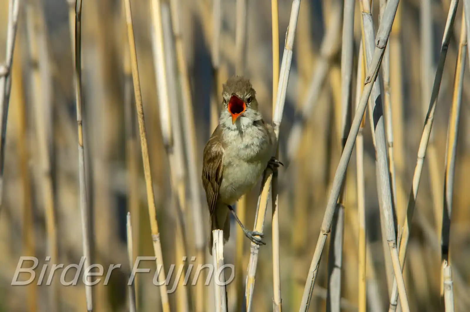 野鳥画像・葦に止まるオオヨシキリの写真