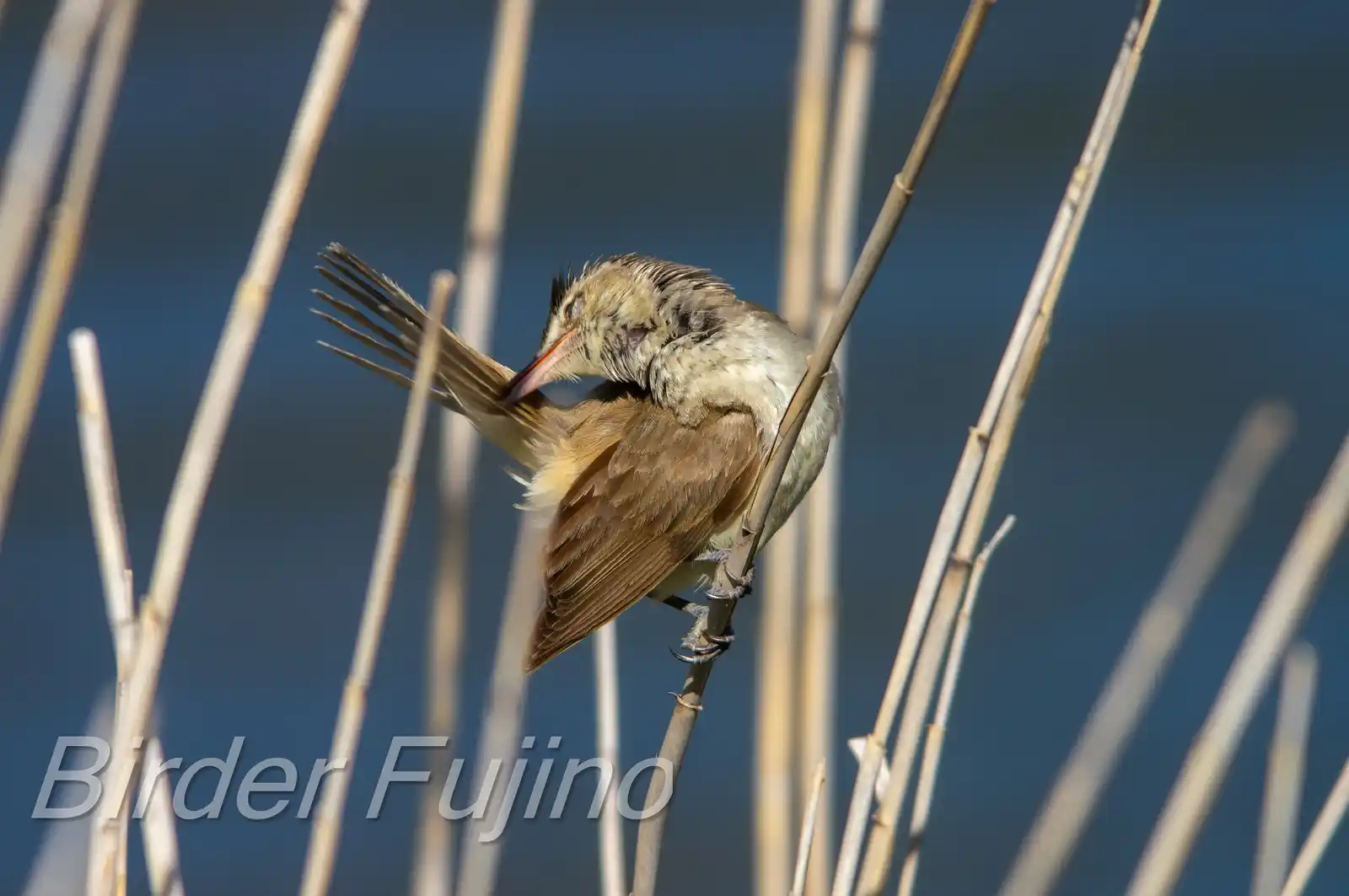 野鳥画像・葦に止まるオオヨシキリの写真