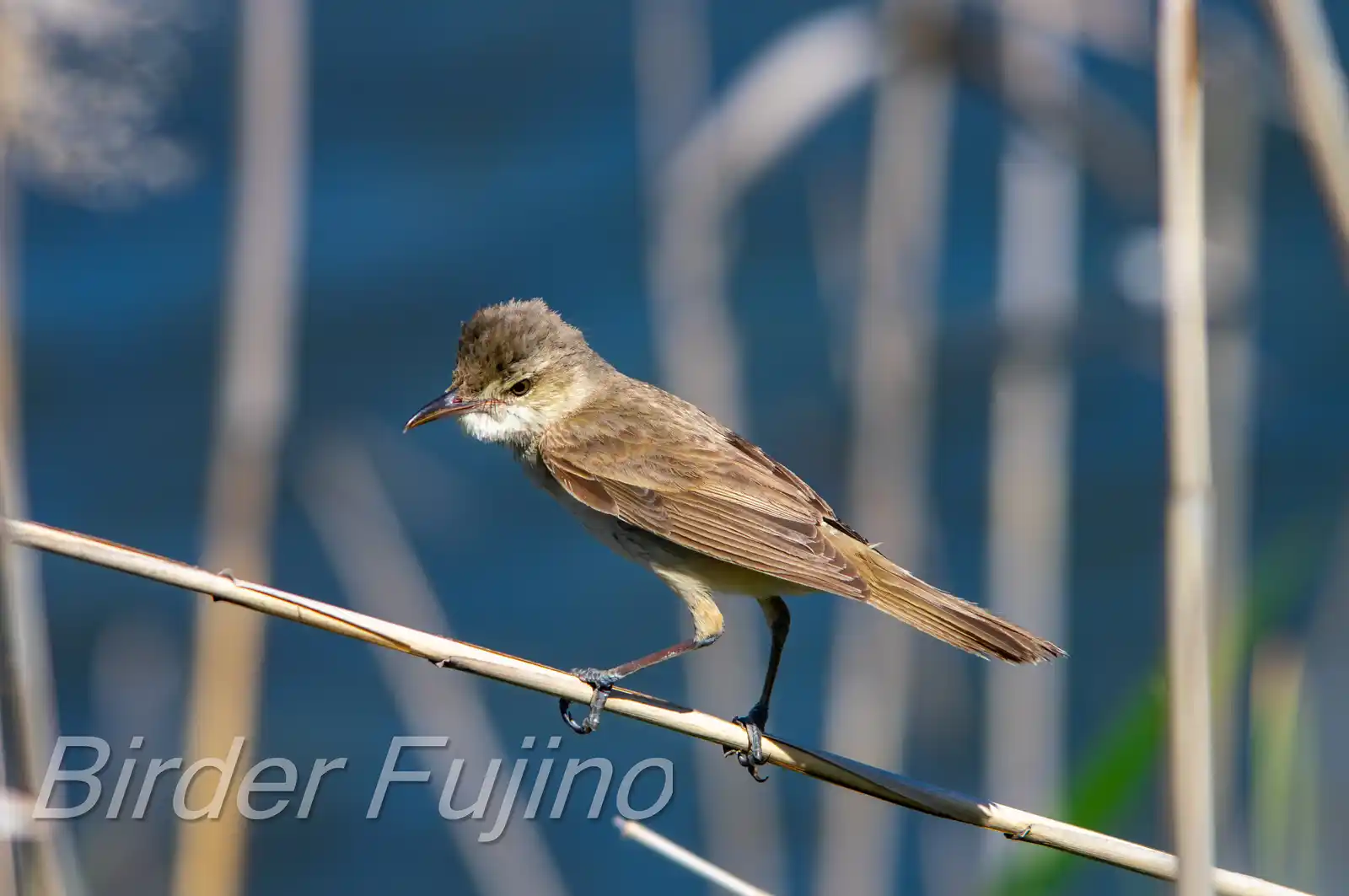 野鳥画像・葦に止まるオオヨシキリの写真