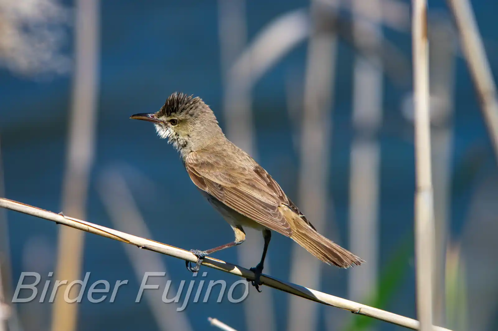 野鳥画像・葦に止まるオオヨシキリの写真