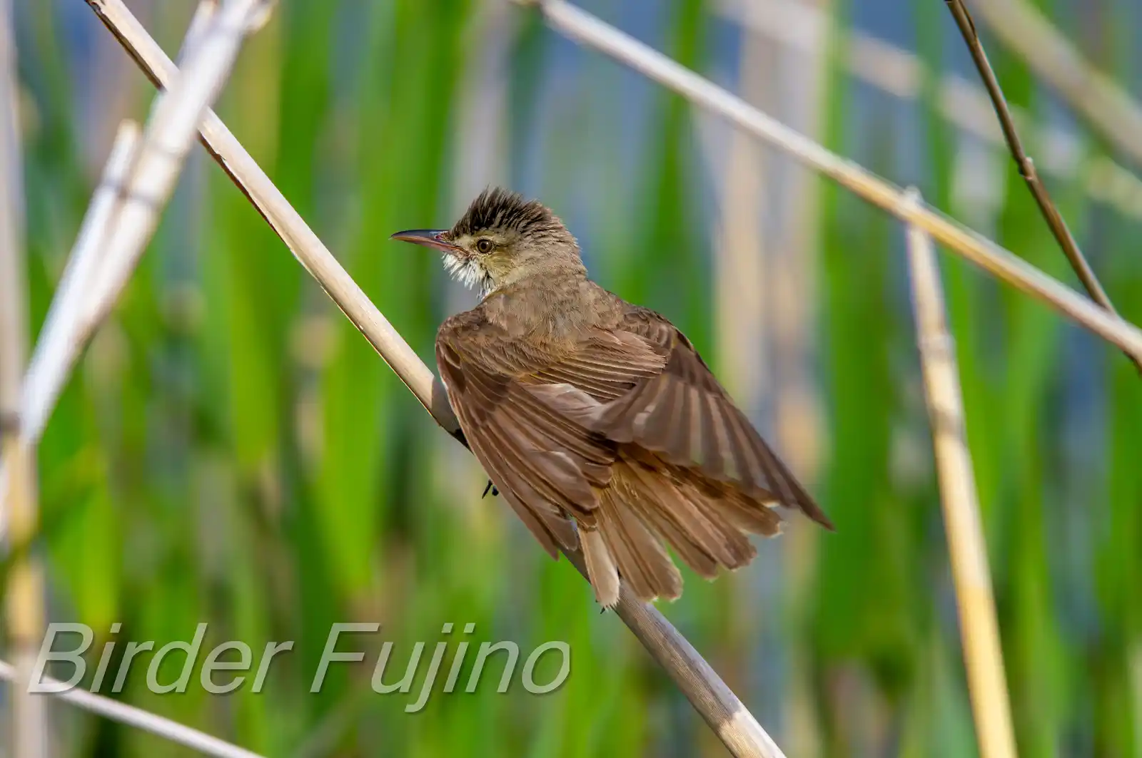 野鳥画像・葦に止まるオオヨシキリの写真