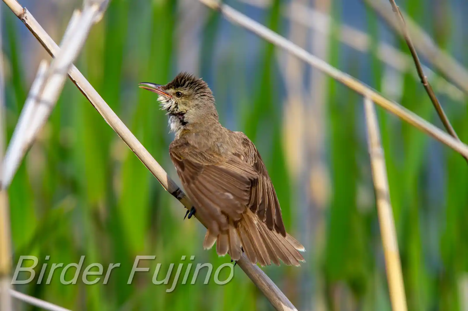 野鳥画像・葦に止まるオオヨシキリの写真
