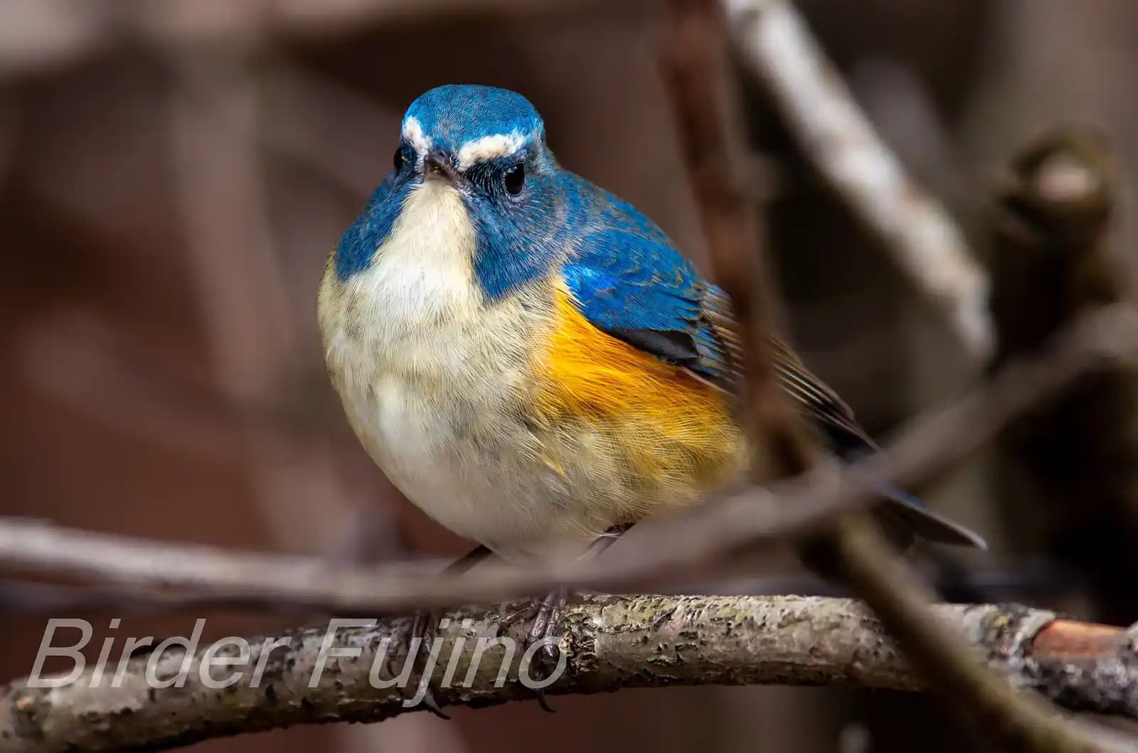 野鳥写真・ルリビタキの写真