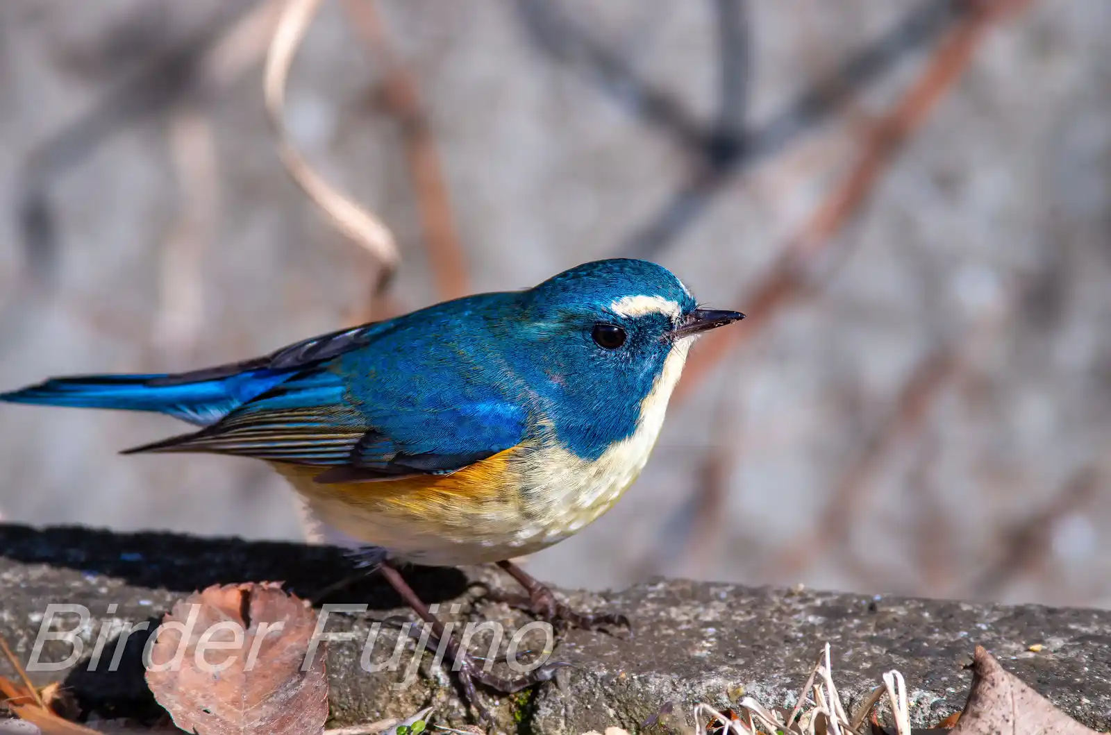 野鳥写真・ルリビタキの写真