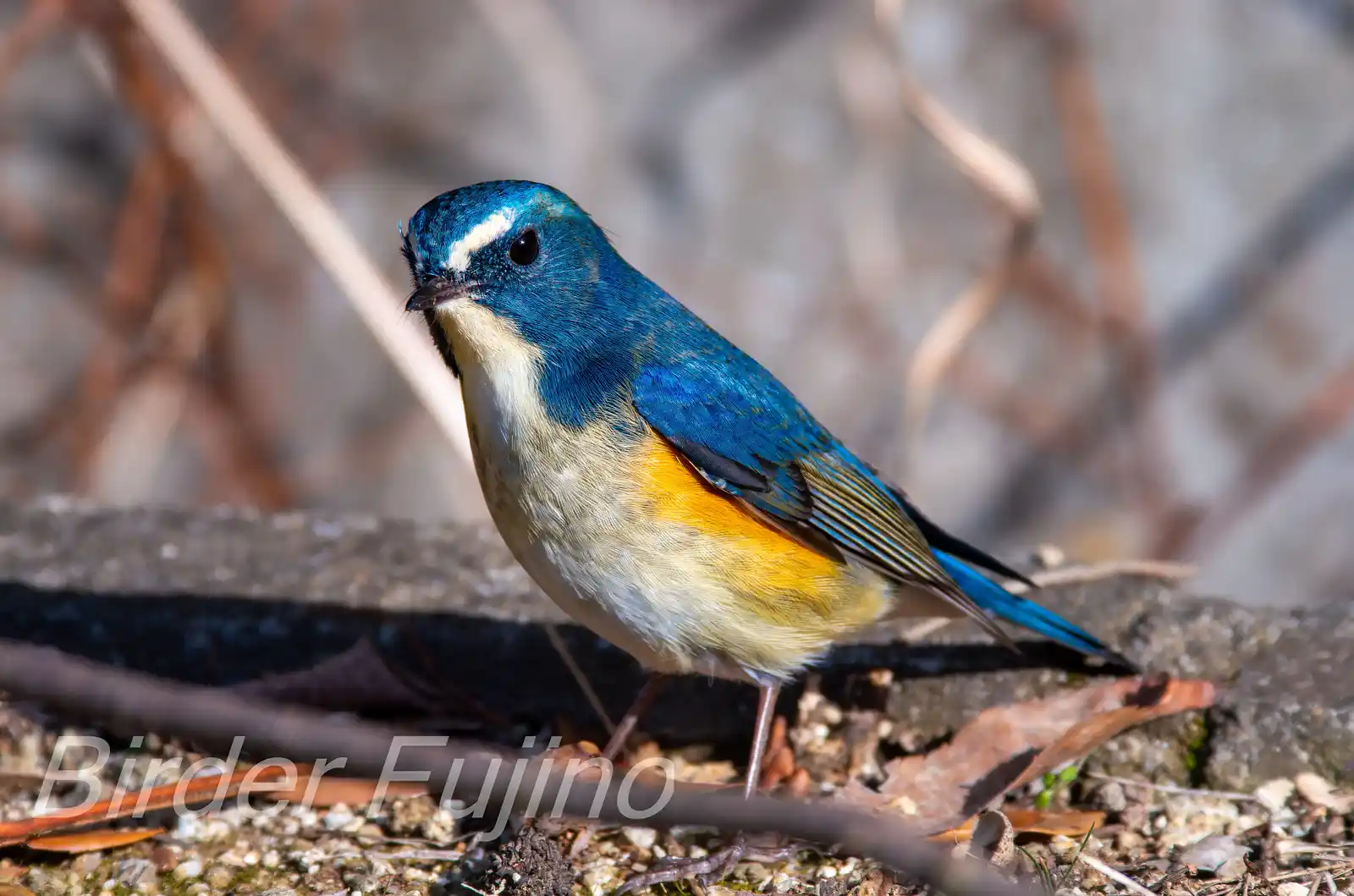 野鳥写真・ルリビタキの写真