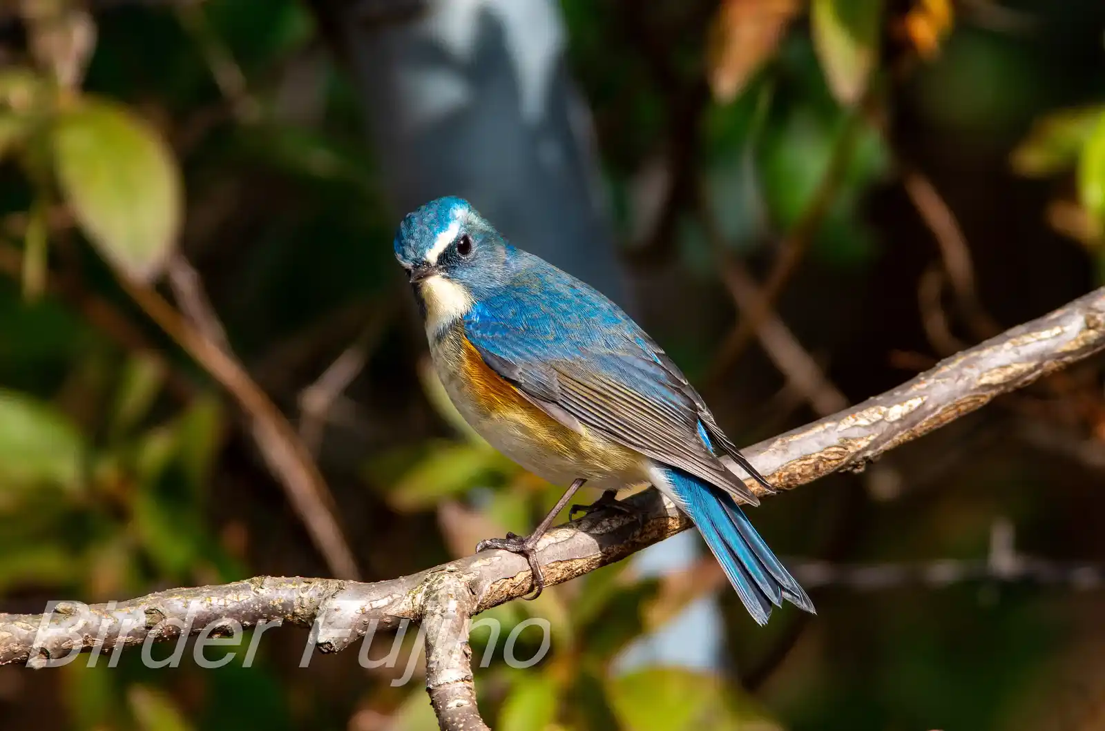 野鳥写真・ルリビタキの写真