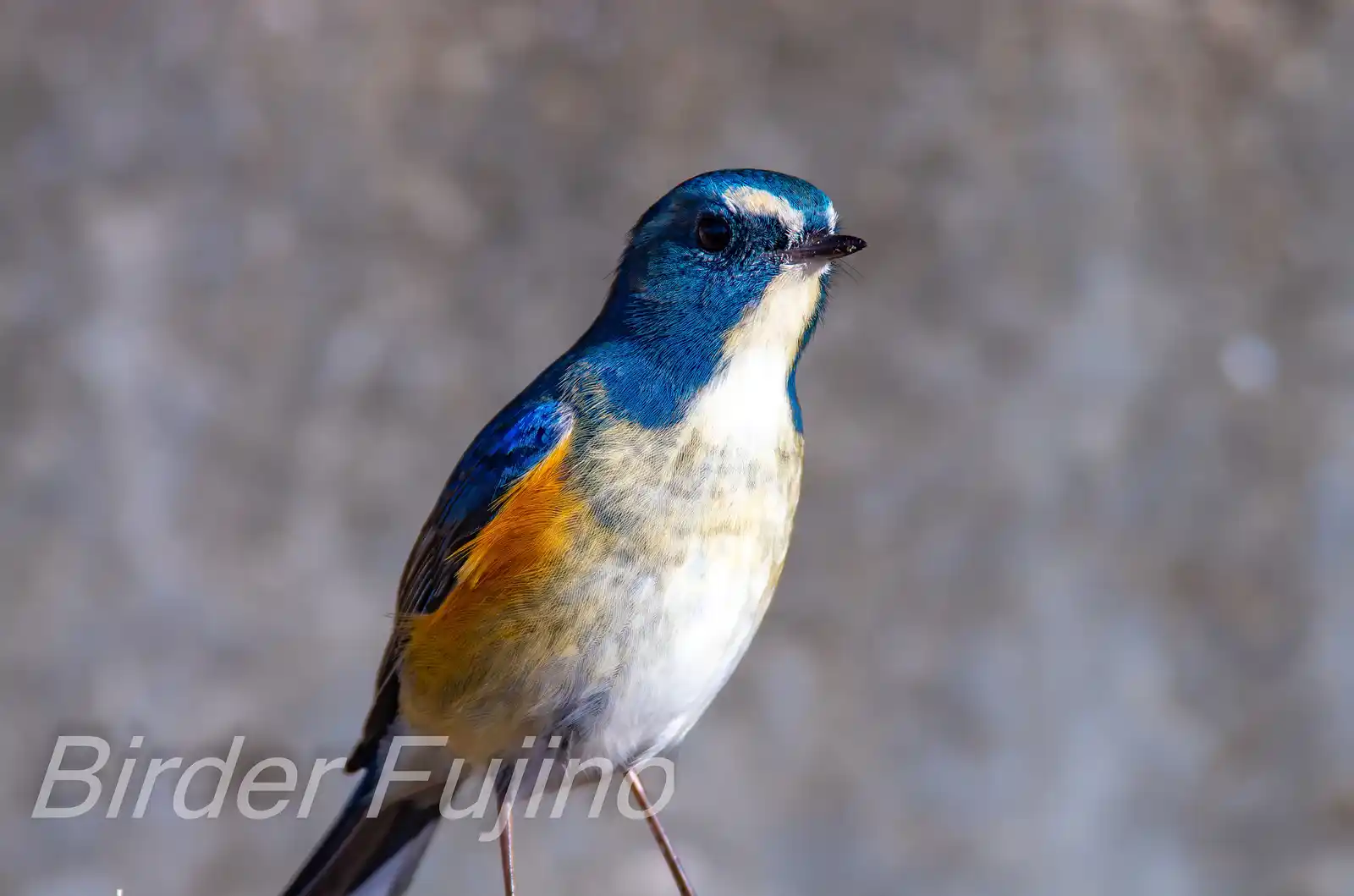 野鳥写真・ルリビタキの写真