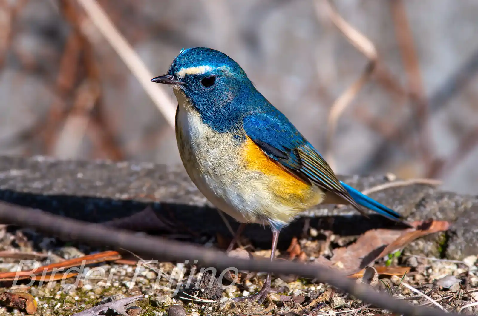 野鳥写真・ルリビタキの写真