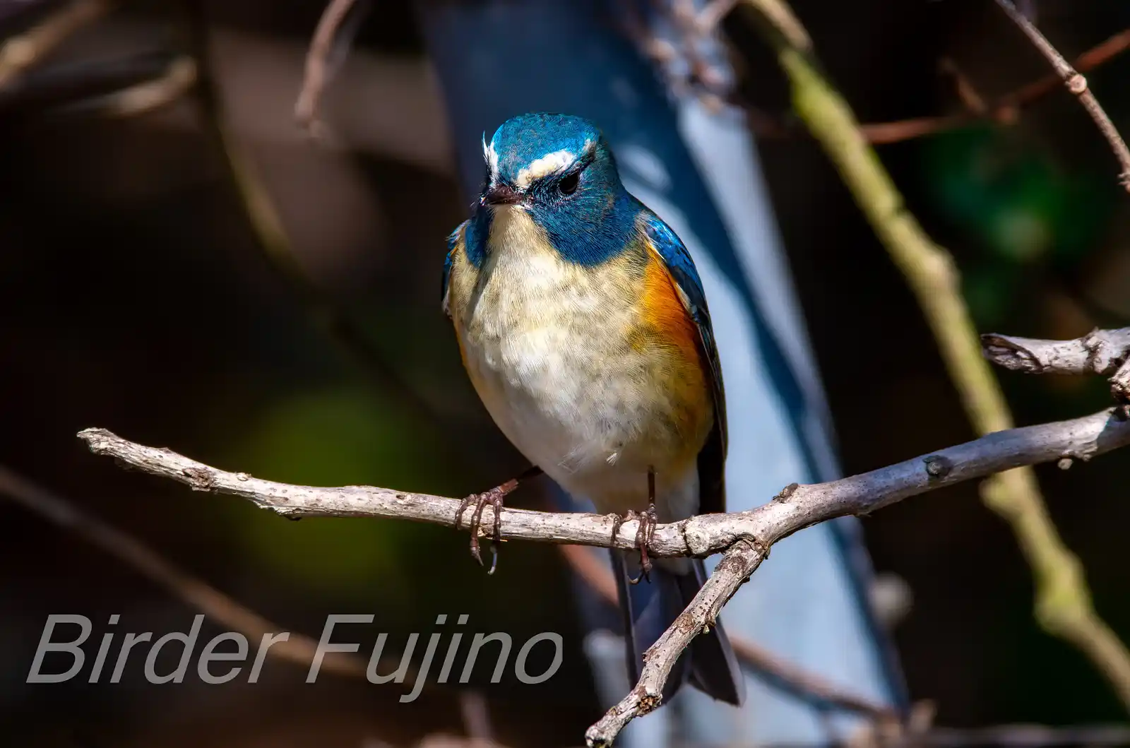 野鳥写真・ルリビタキの写真