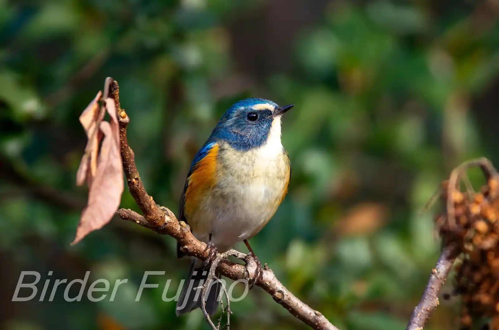 野鳥写真・ルリビタキの写真