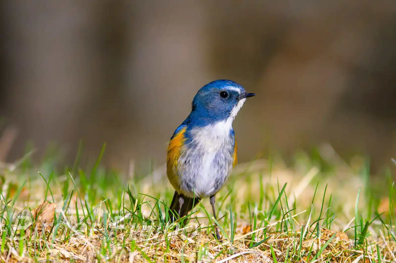 野鳥写真・ルリビタキの写真