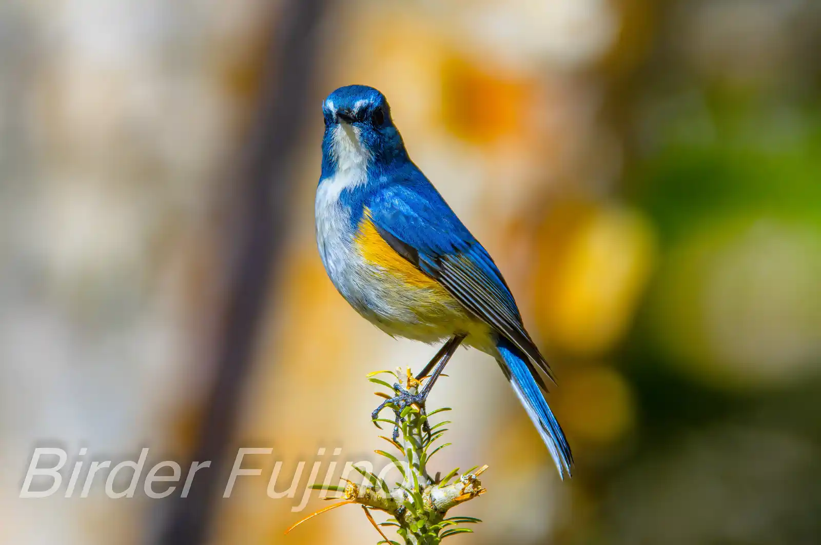 野鳥写真・ルリビタキの写真