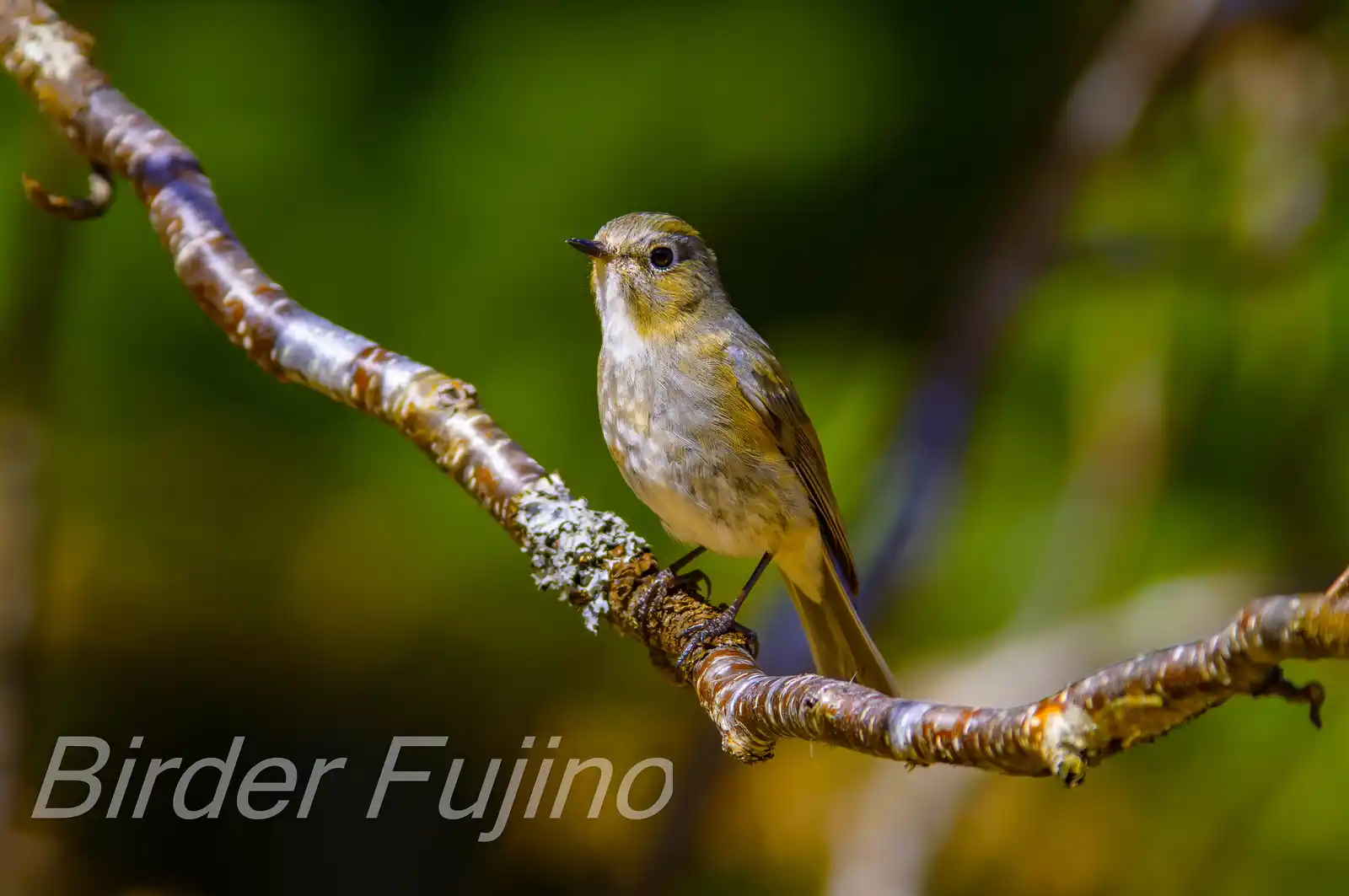 野鳥写真・ルリビタキの写真