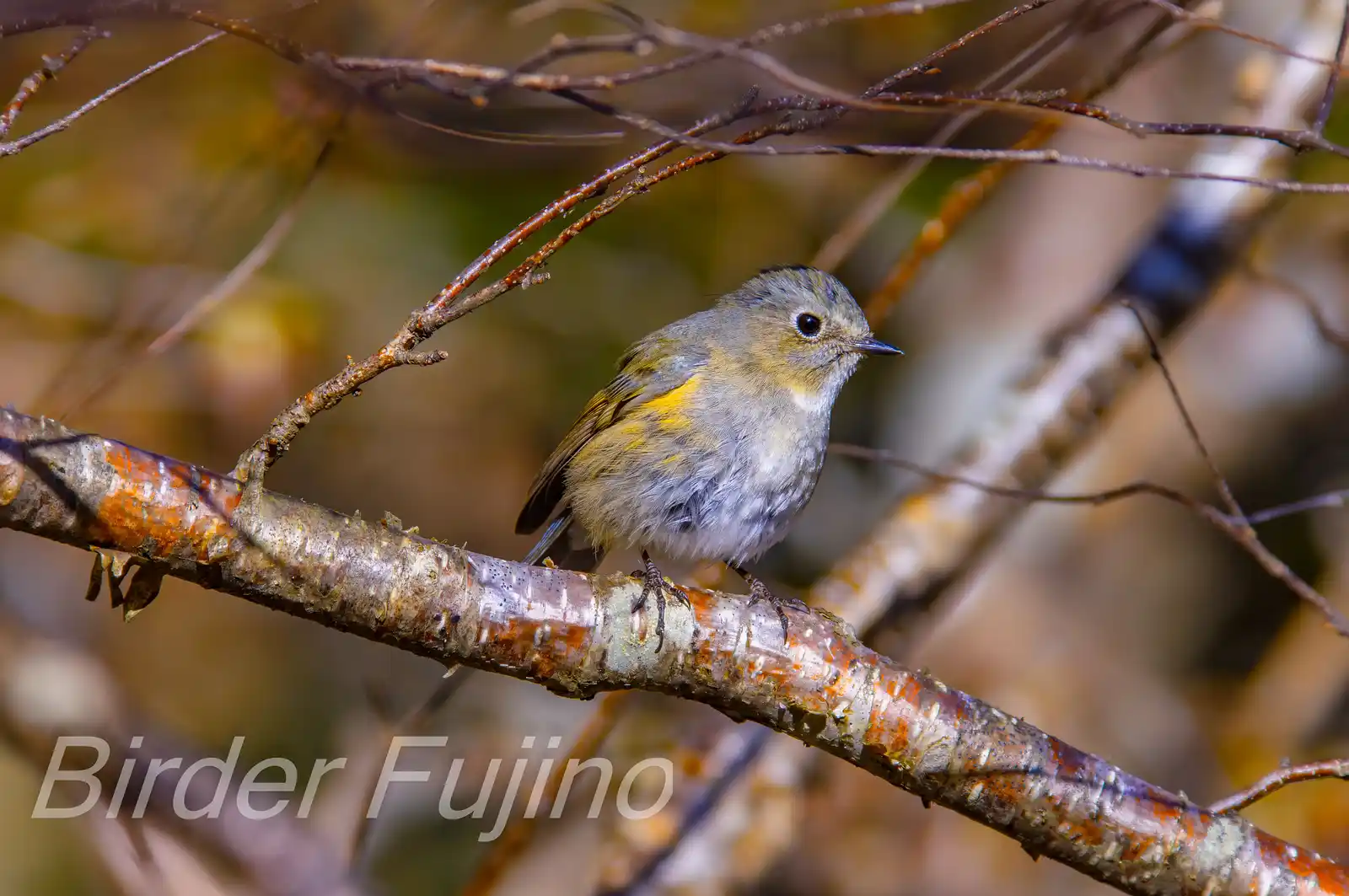 野鳥写真・ルリビタキの写真