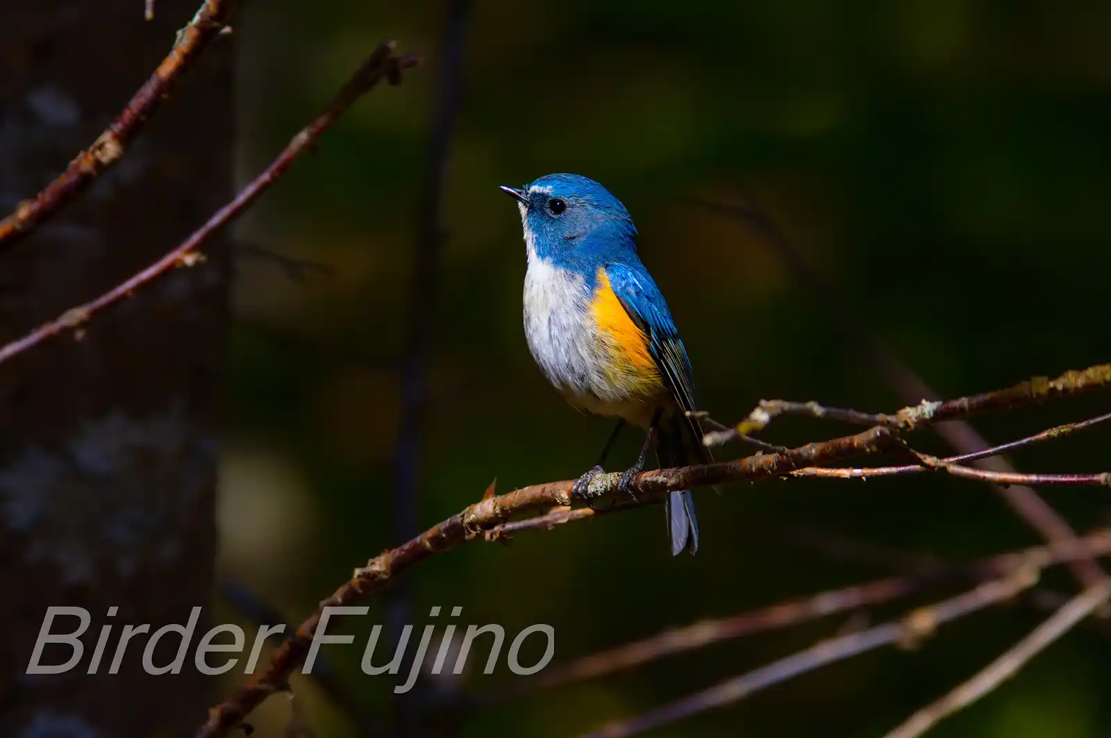 野鳥写真・ルリビタキの写真