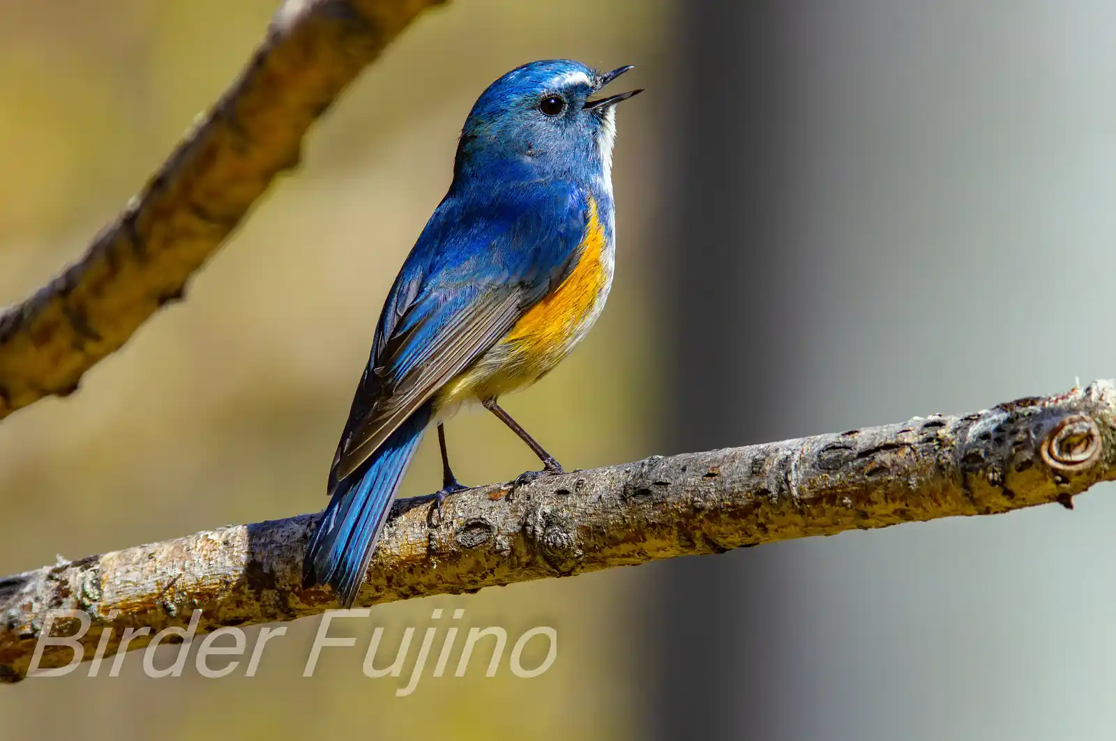 野鳥写真・ルリビタキの写真