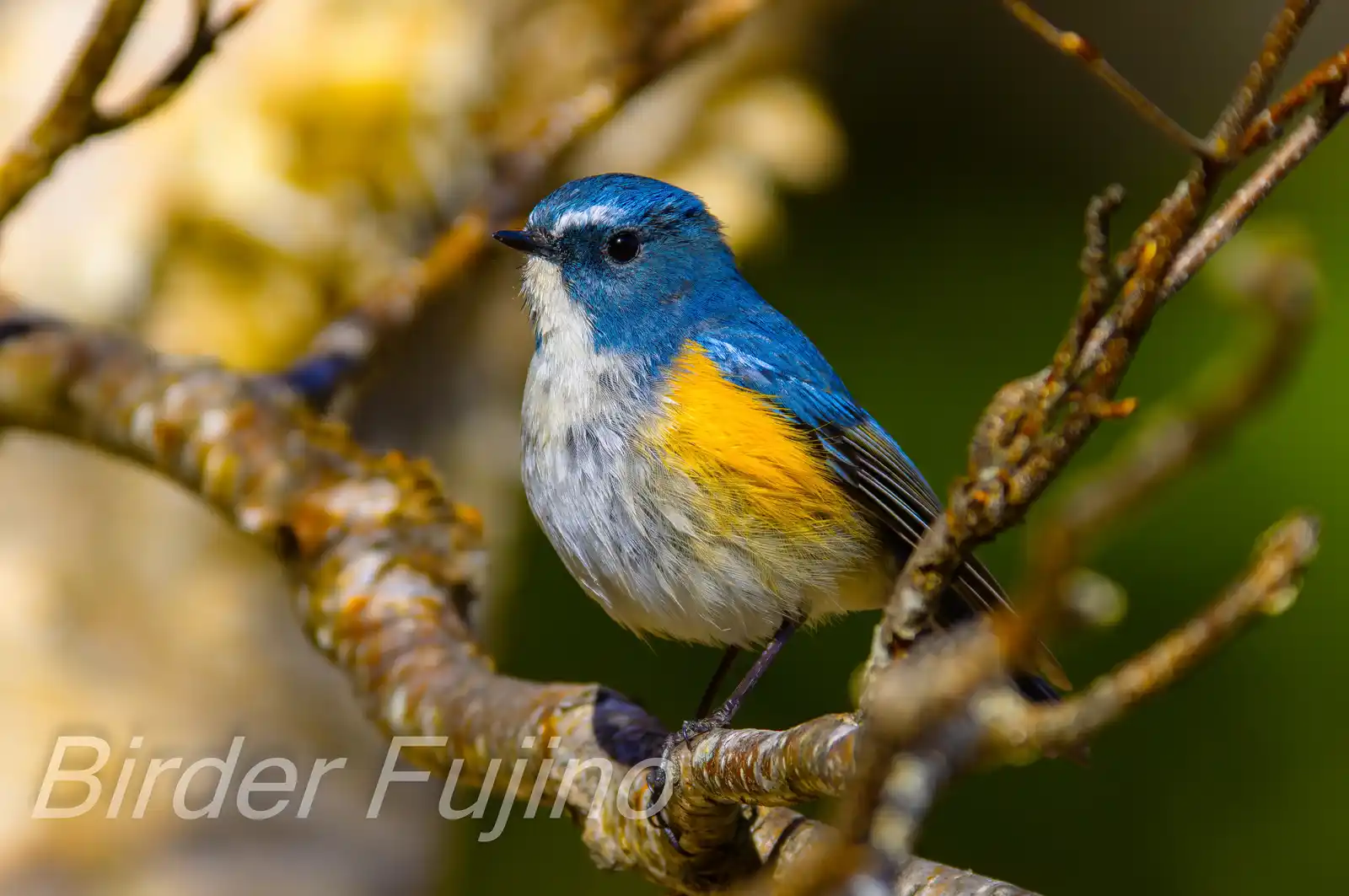 野鳥写真・ルリビタキの写真
