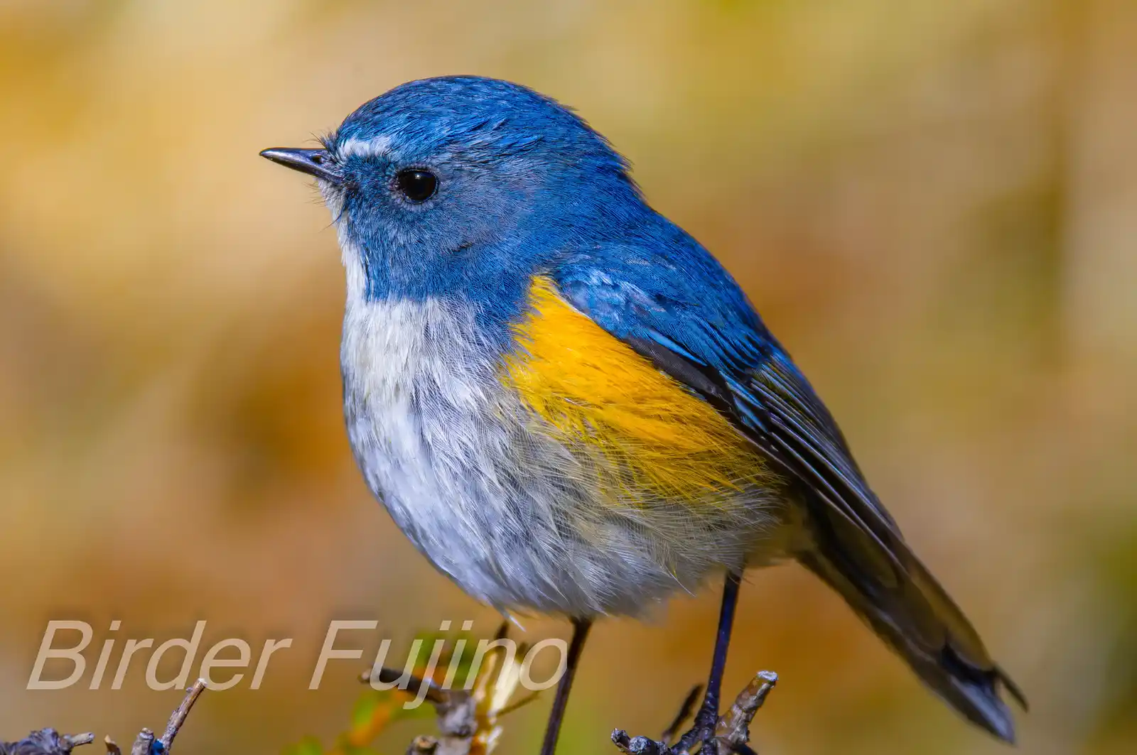 野鳥写真・ルリビタキの写真