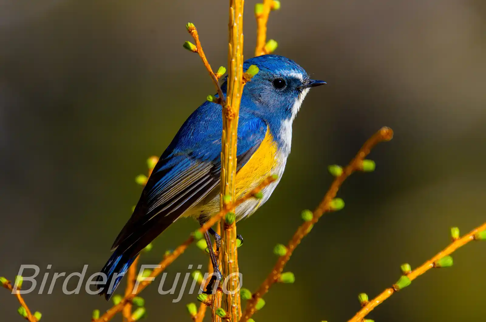 野鳥写真・ルリビタキの写真