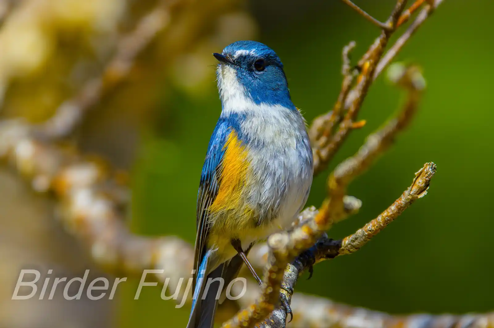 野鳥写真・ルリビタキの写真